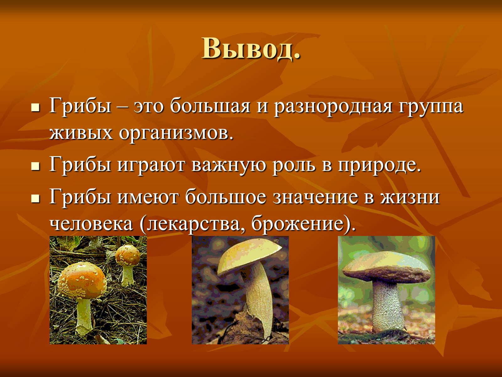 Группы грибов 6 класс биология. Разнообразие грибов в природе. Разнообразие грибов презентация. Вывод про грибы. Вывод на тему значение грибов.