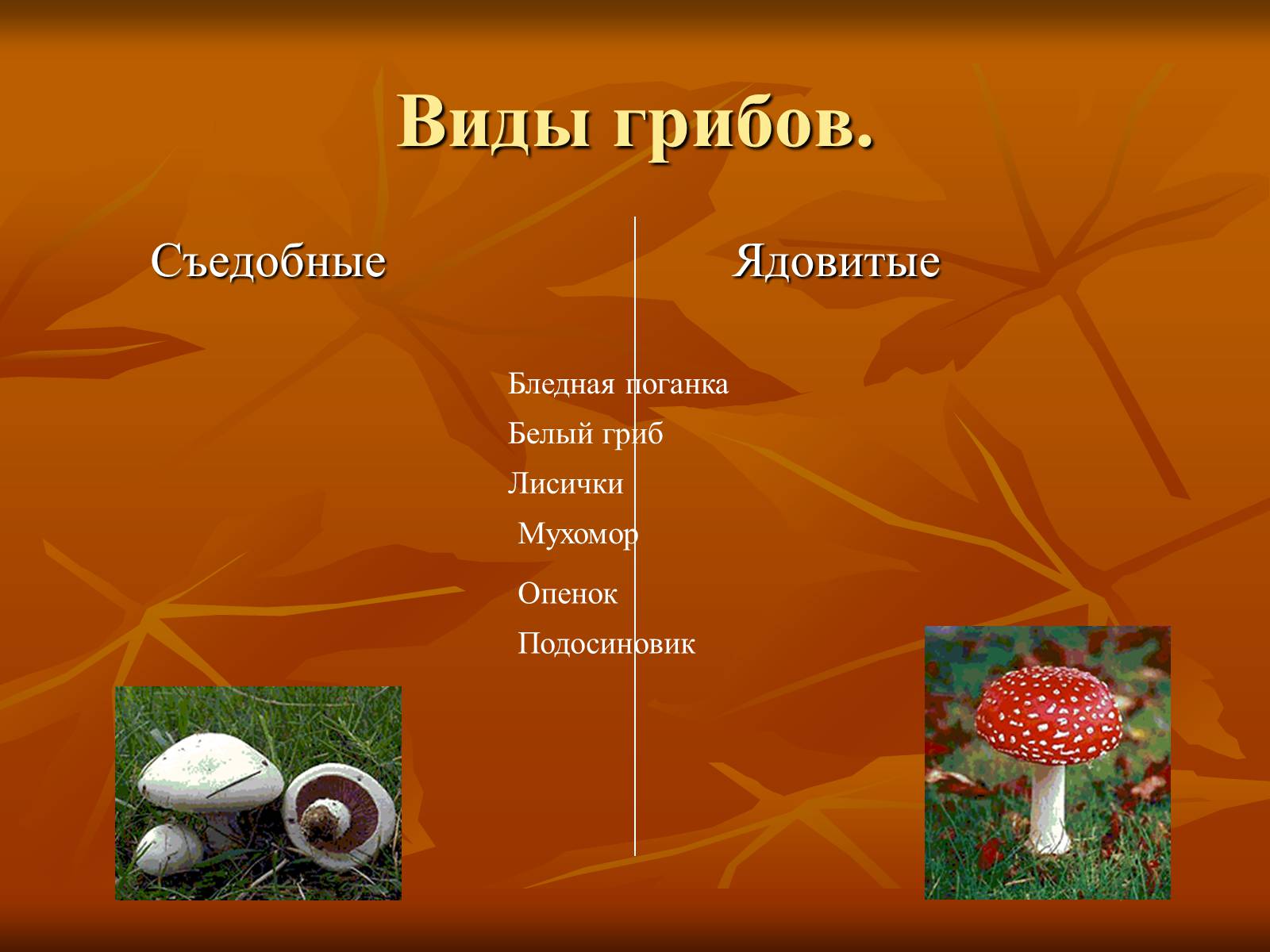 Презентация грибы. Царство грибов съедобные и несъедобные. Презентация царство грибов съедобные. Царство грибов несъедобные. Царство грибов ядовитые грибы.