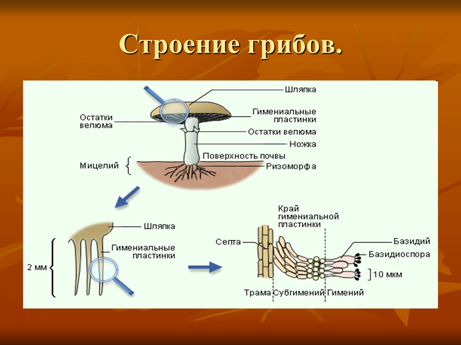 Презентація на тему «Царство грибы» (варіант 1) - Слайд #7