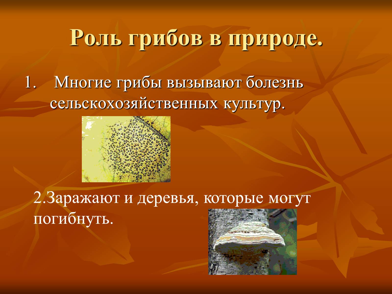 9 грибов. Царство грибов 9 класс. Роль грибов в природе. Презентация на тему царство грибы. Роль царства грибов в природе.