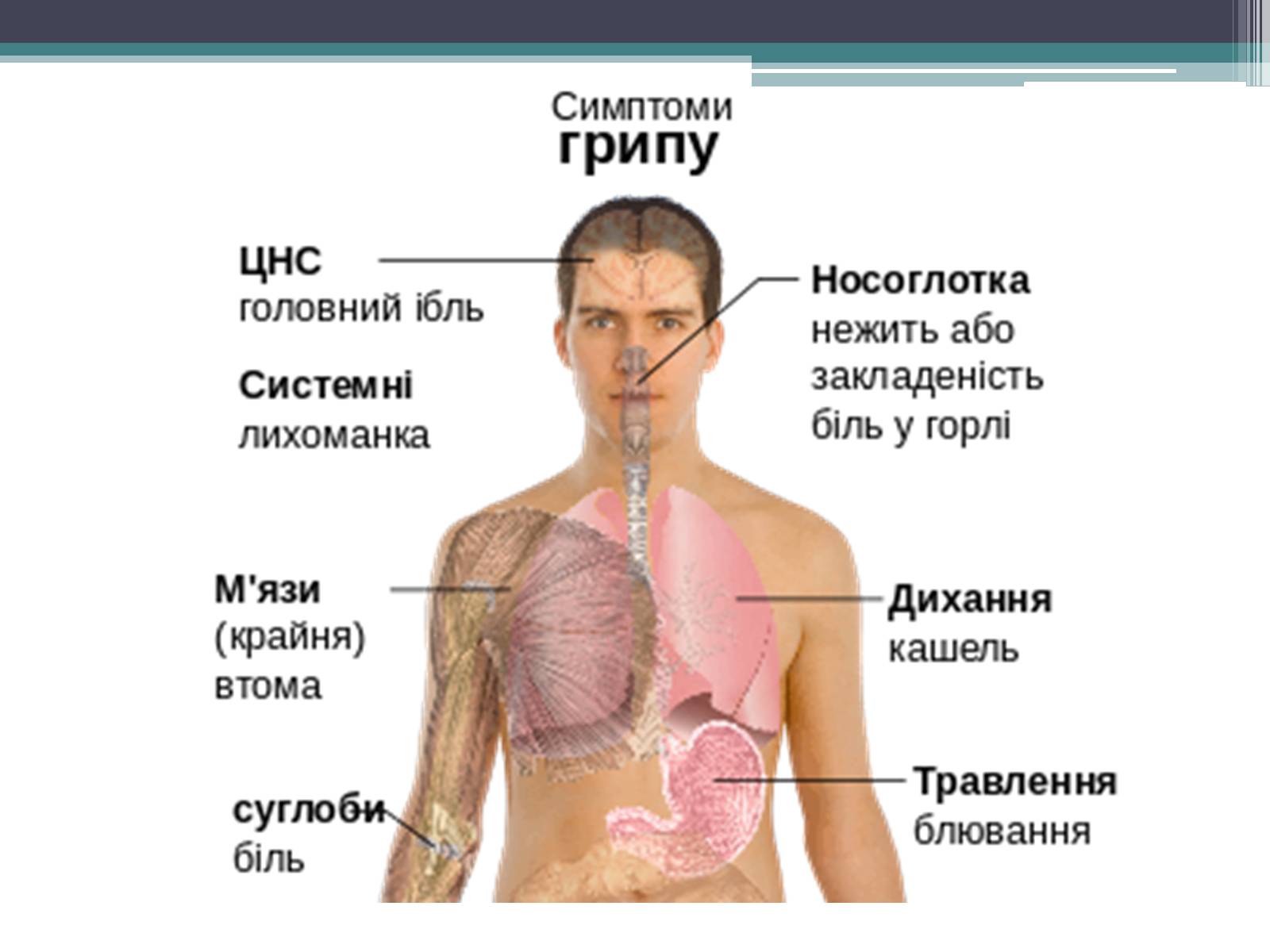 Презентація на тему «Вірус грипу» - Слайд #16