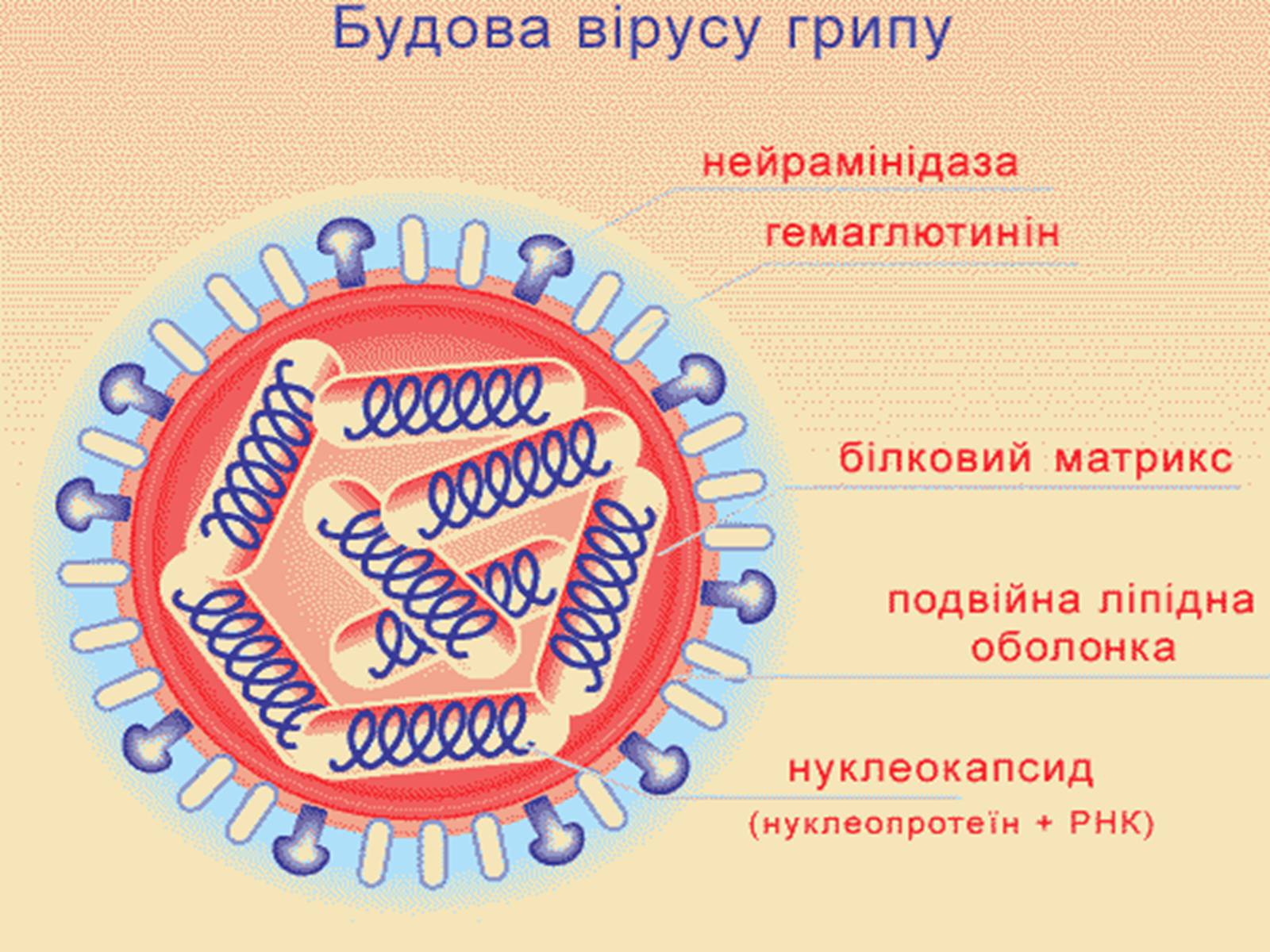 Вирус гриппа группа. Структура вириона вируса гриппа. Строение вириона гриппа типа а. Структура вируса гриппа микробиология. Вирус гриппа строение биология.