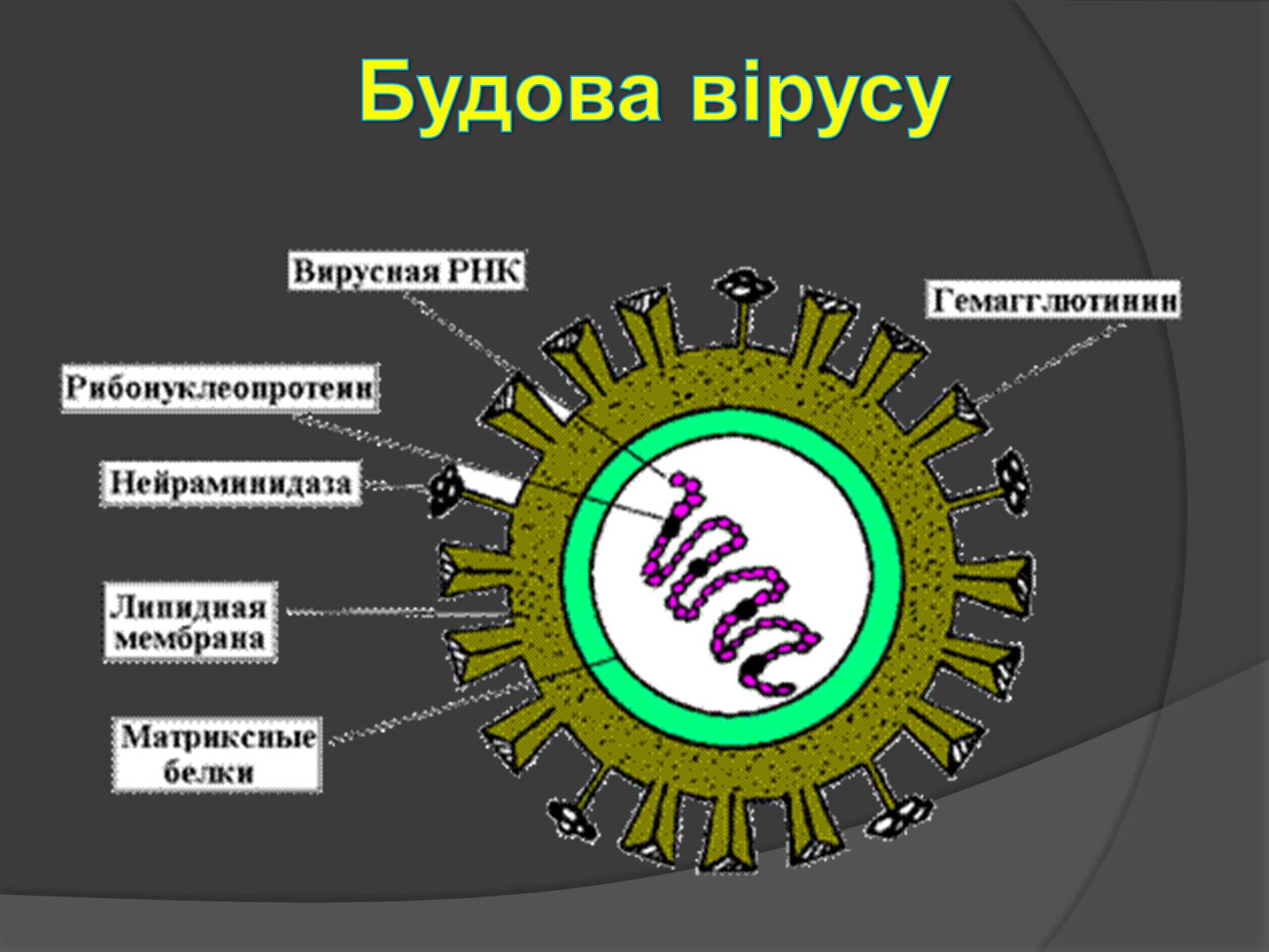 Презентація на тему «Способи боротьби з вірусними захворюваннями» - Слайд #4