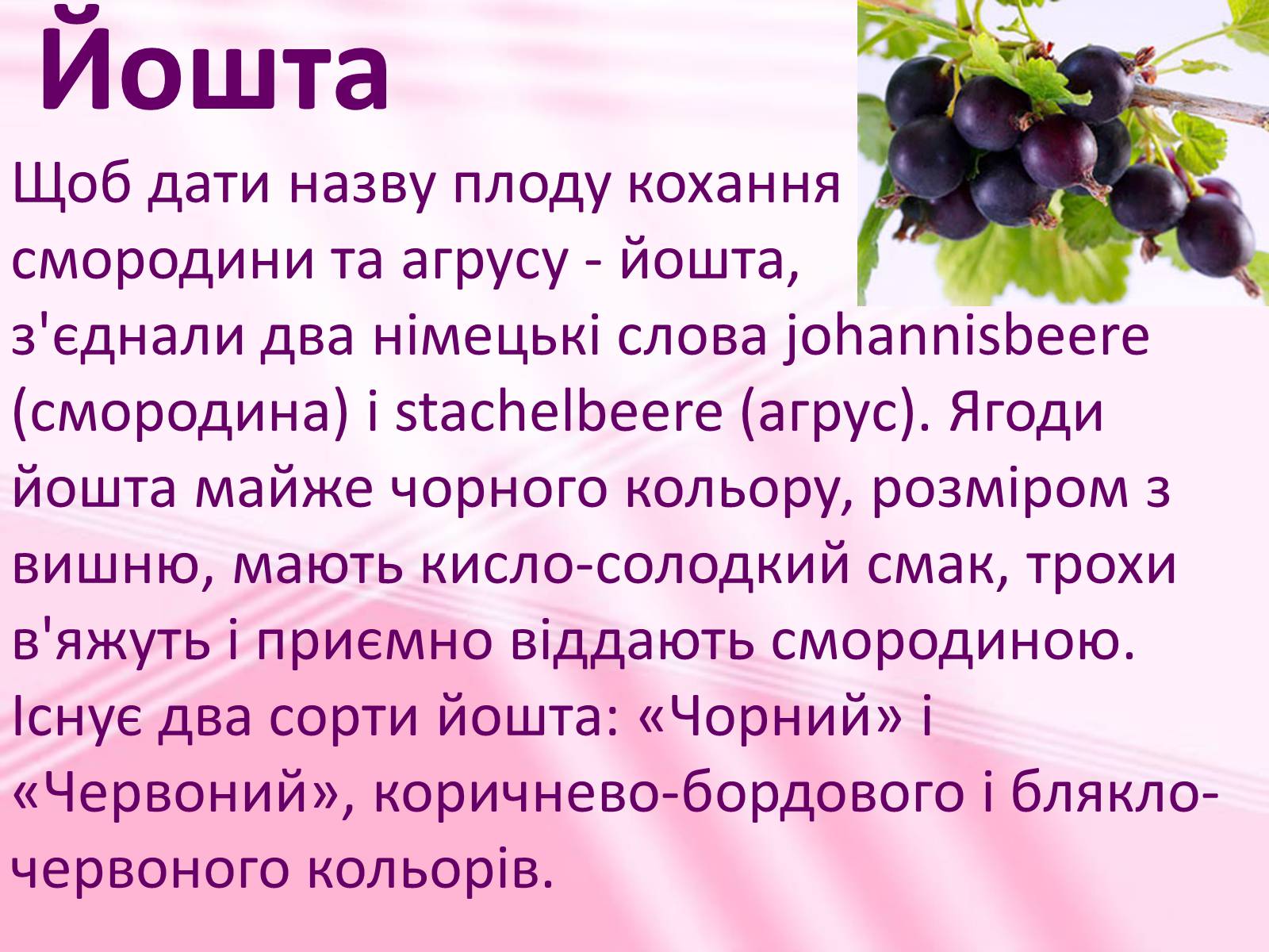 Презентація на тему «Віддалена гібридизація рослин» - Слайд #15