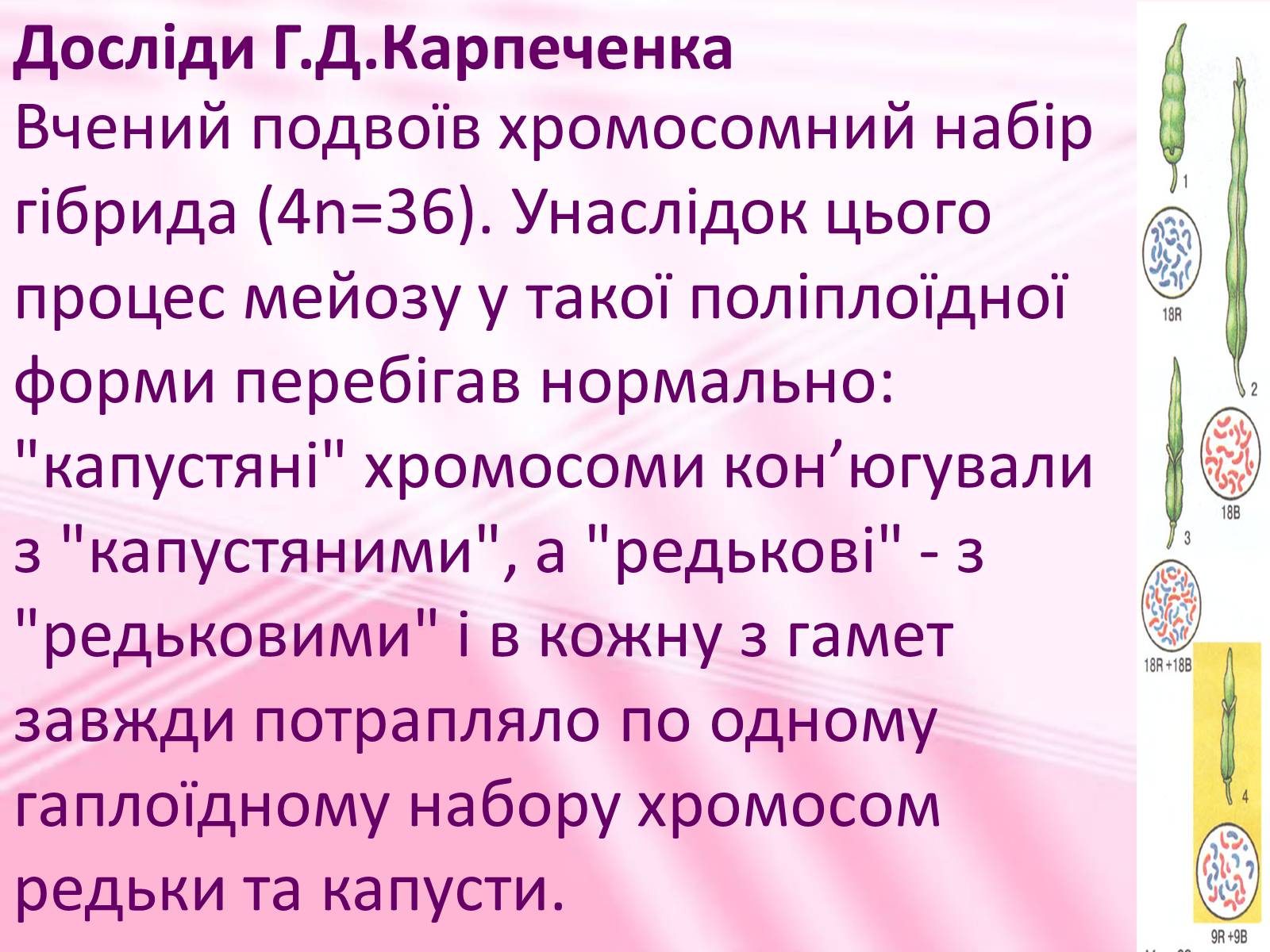 Презентація на тему «Віддалена гібридизація рослин» - Слайд #6