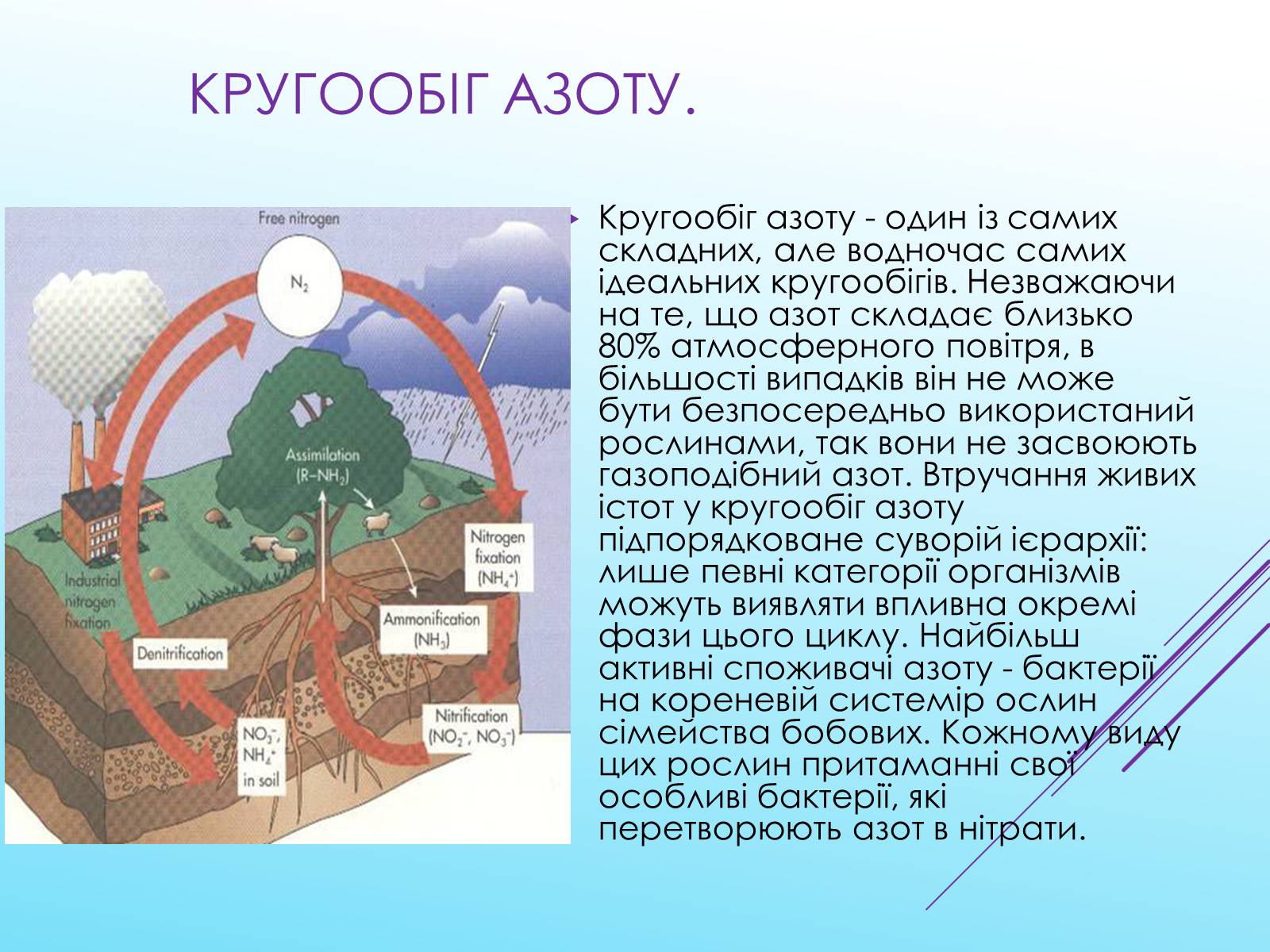 Презентація на тему «Кругообіг речовин у природі» (варіант 3) - Слайд #7