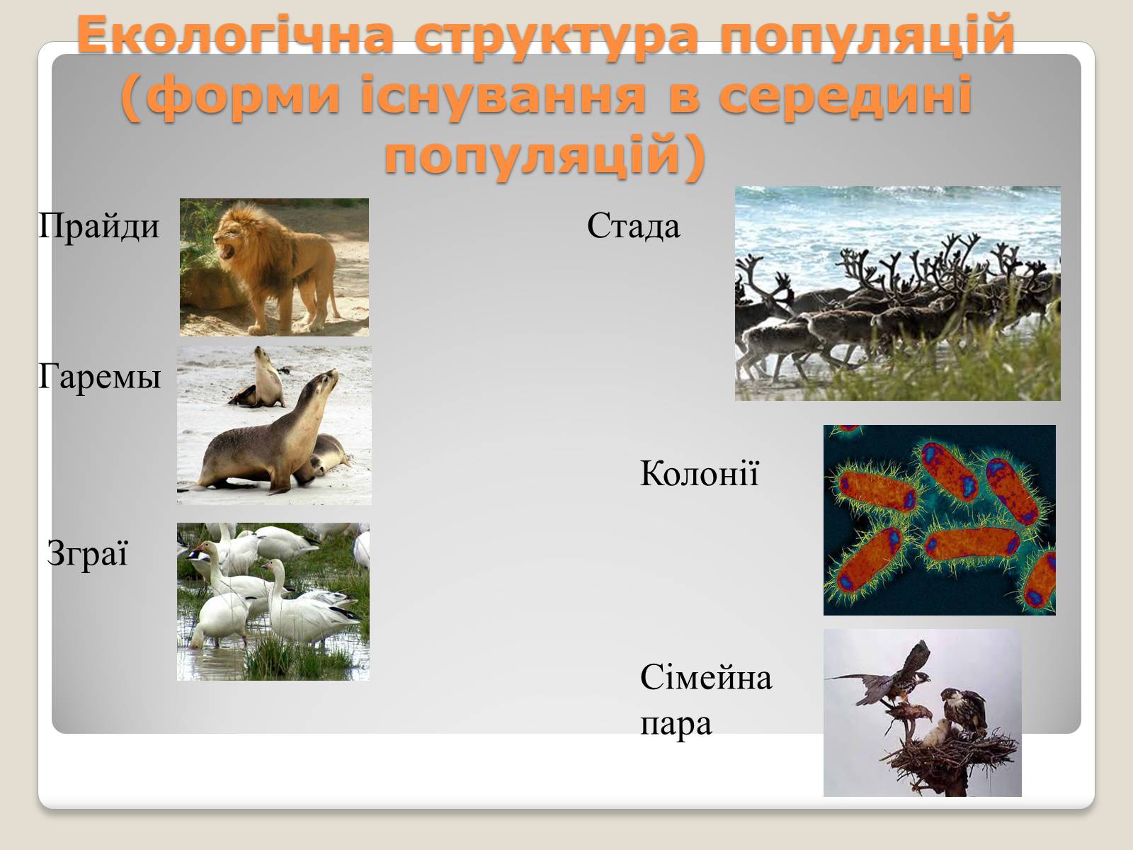 Презентація на тему «Популяції» (варіант 1) - Слайд #9