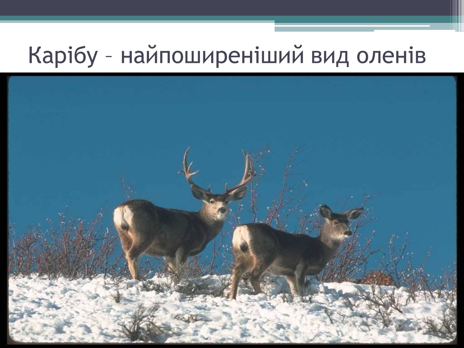 Презентація на тему «Особливості органічного світу Кордільєр» - Слайд #11