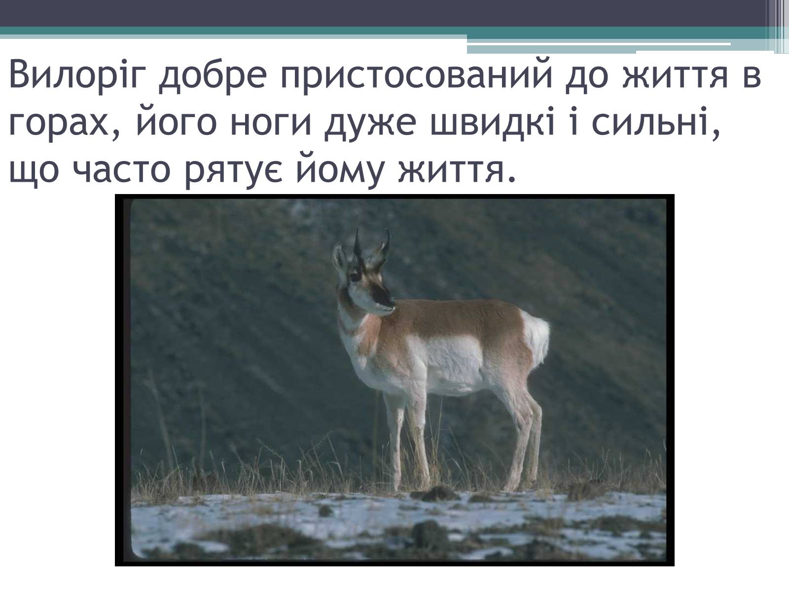 Презентація на тему «Особливості органічного світу Кордільєр» - Слайд #12