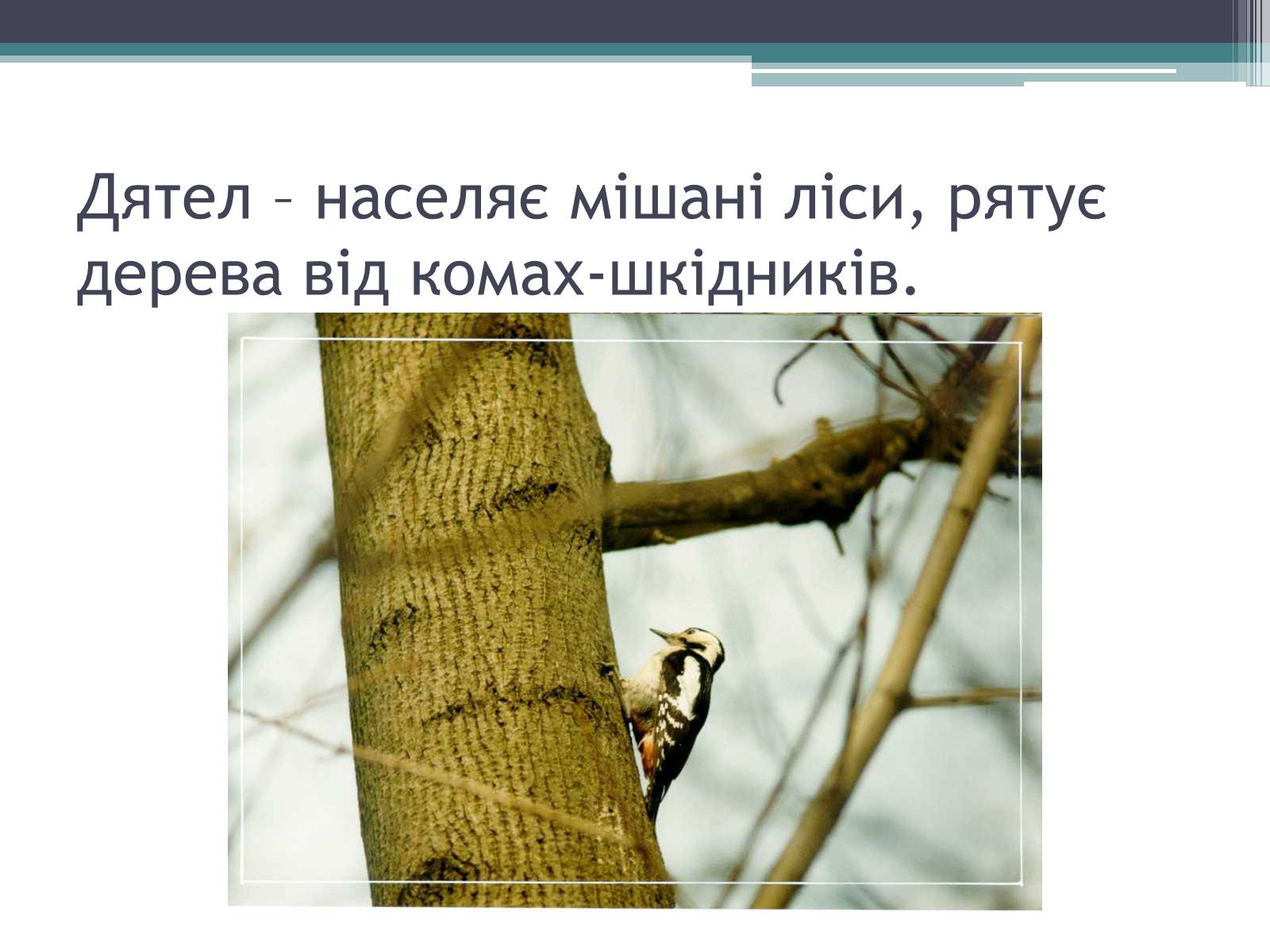 Презентація на тему «Особливості органічного світу Кордільєр» - Слайд #27