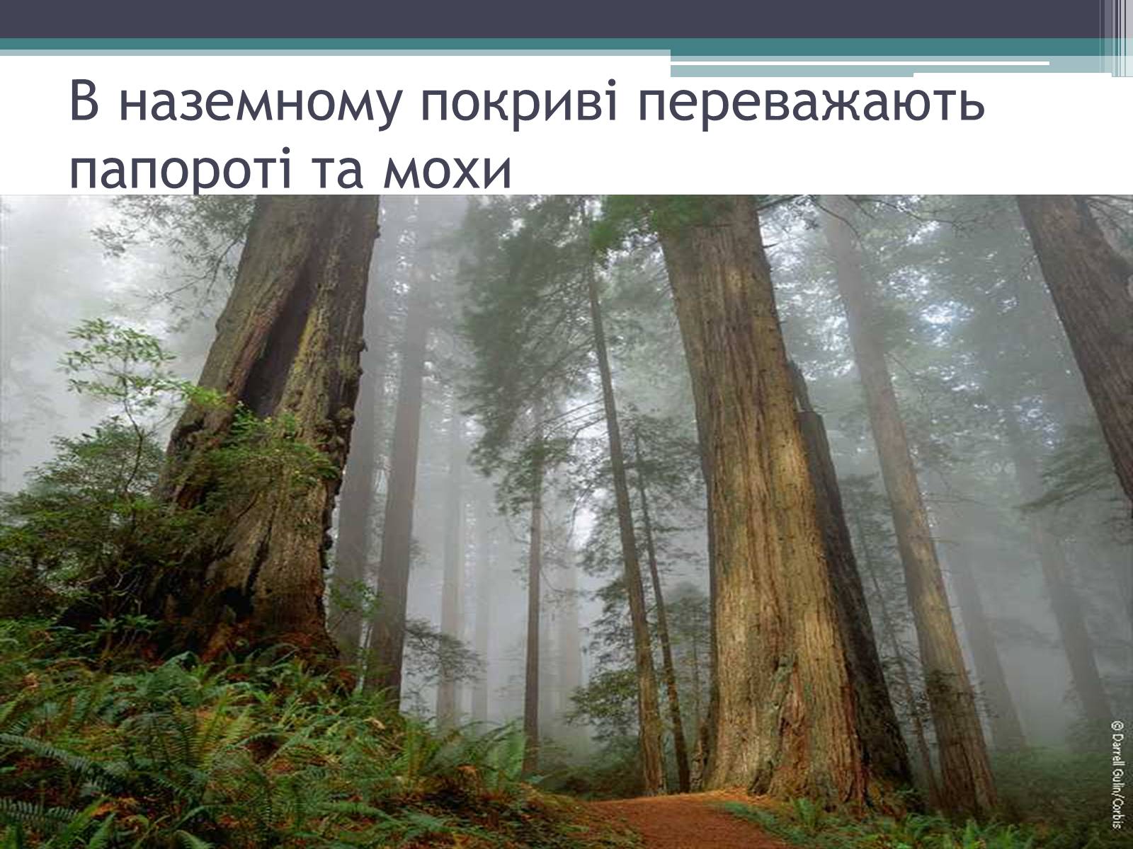 Презентація на тему «Особливості органічного світу Кордільєр» - Слайд #6