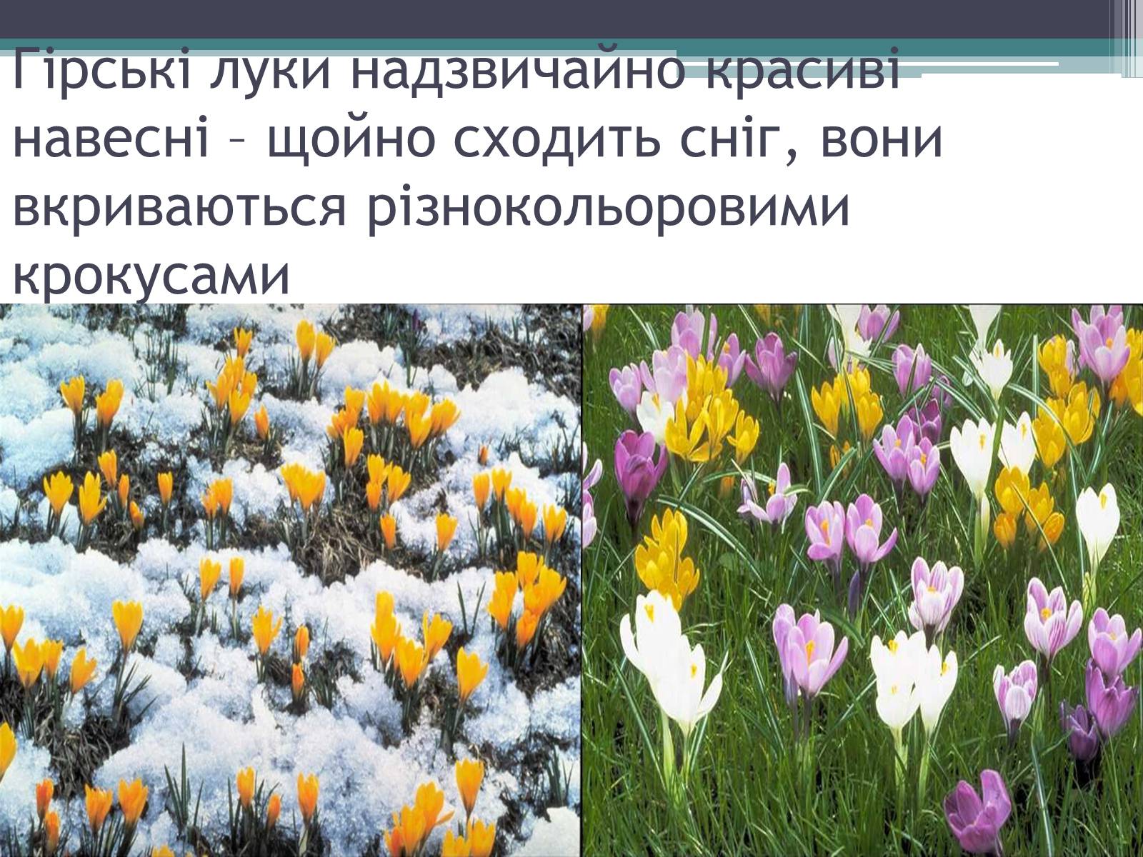 Презентація на тему «Особливості органічного світу Кордільєр» - Слайд #8