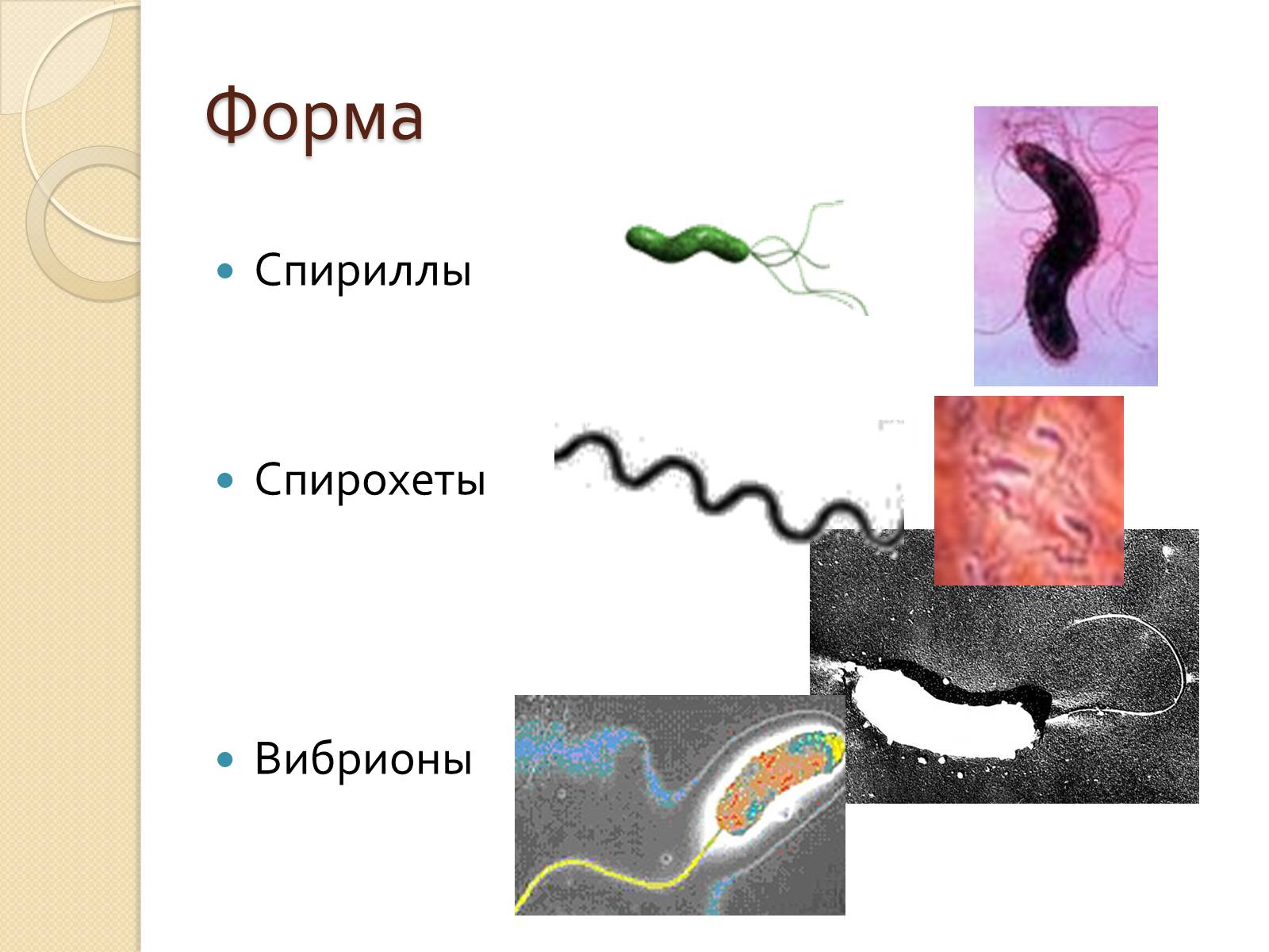 Презентація на тему «Прокариоты» (варіант 3) - Слайд #10