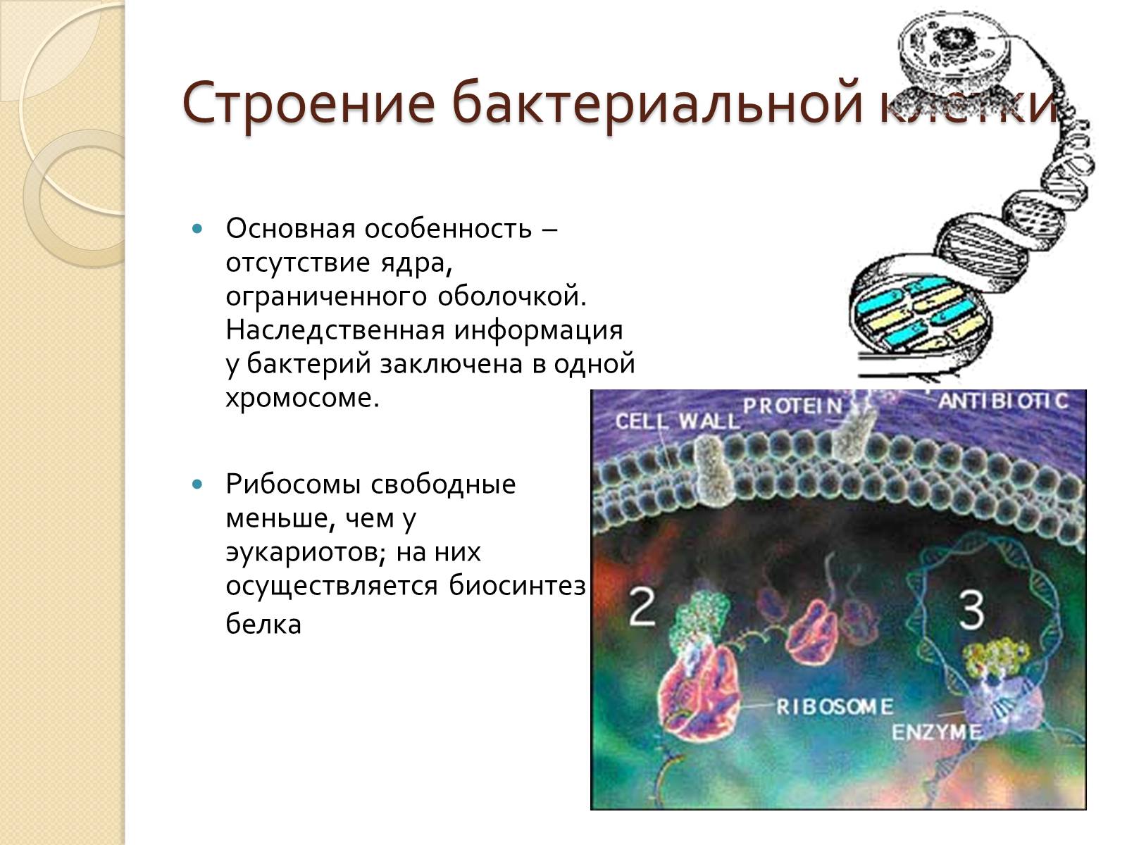 Эукариоты наследственная информация. Типы клеточной организации. Наследственная информация у бактерий. Основные типы организации клетки. Генетическая информация бактерий.