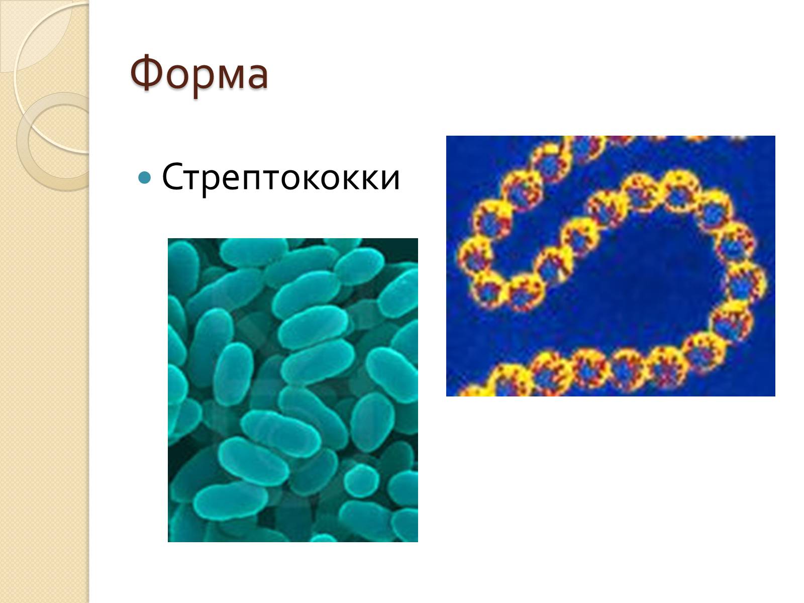 Презентація на тему «Прокариоты» (варіант 3) - Слайд #8