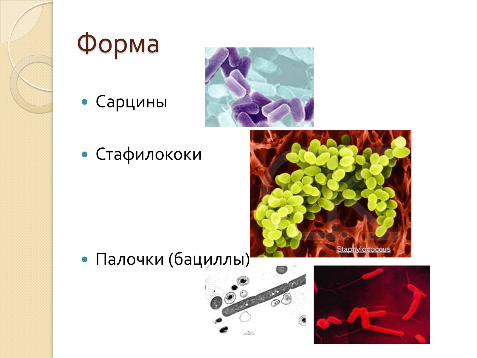 Презентація на тему «Прокариоты» (варіант 3) - Слайд #9