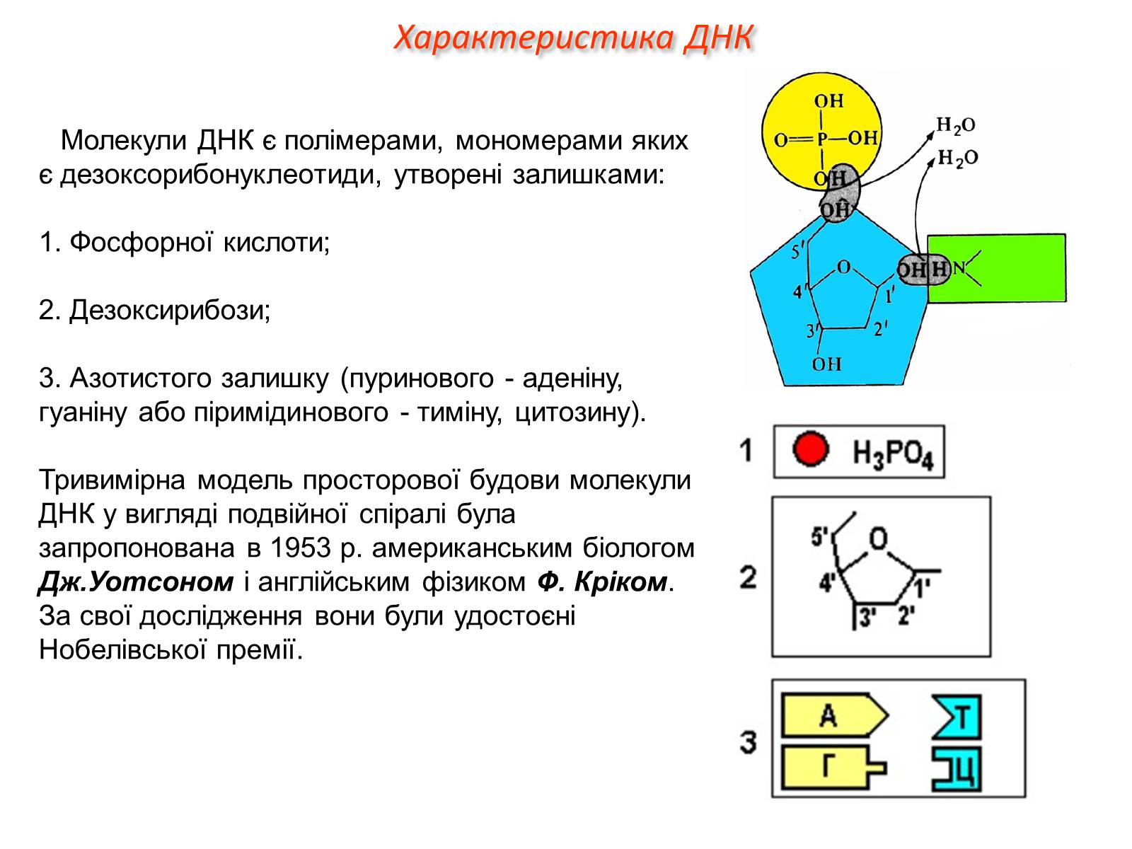 Презентація на тему «Характеристика ДНК» - Слайд #3