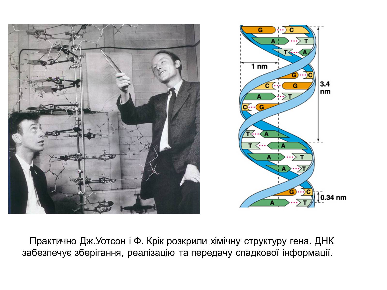 Днк изобретатель. Дж Уотсон и ф крик ДНК. Открытие структуры молекулы ДНК (Уотсон и крик, 1953). Структура ДНК Уотсон и крик. Открытие структуры ДНК Уотсоном и криком.