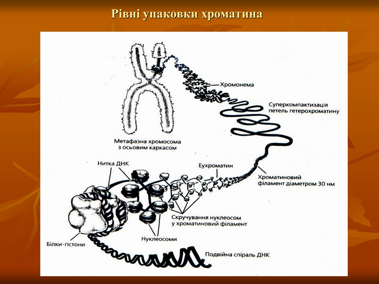 Презентація на тему «Основи цитології» - Слайд #38