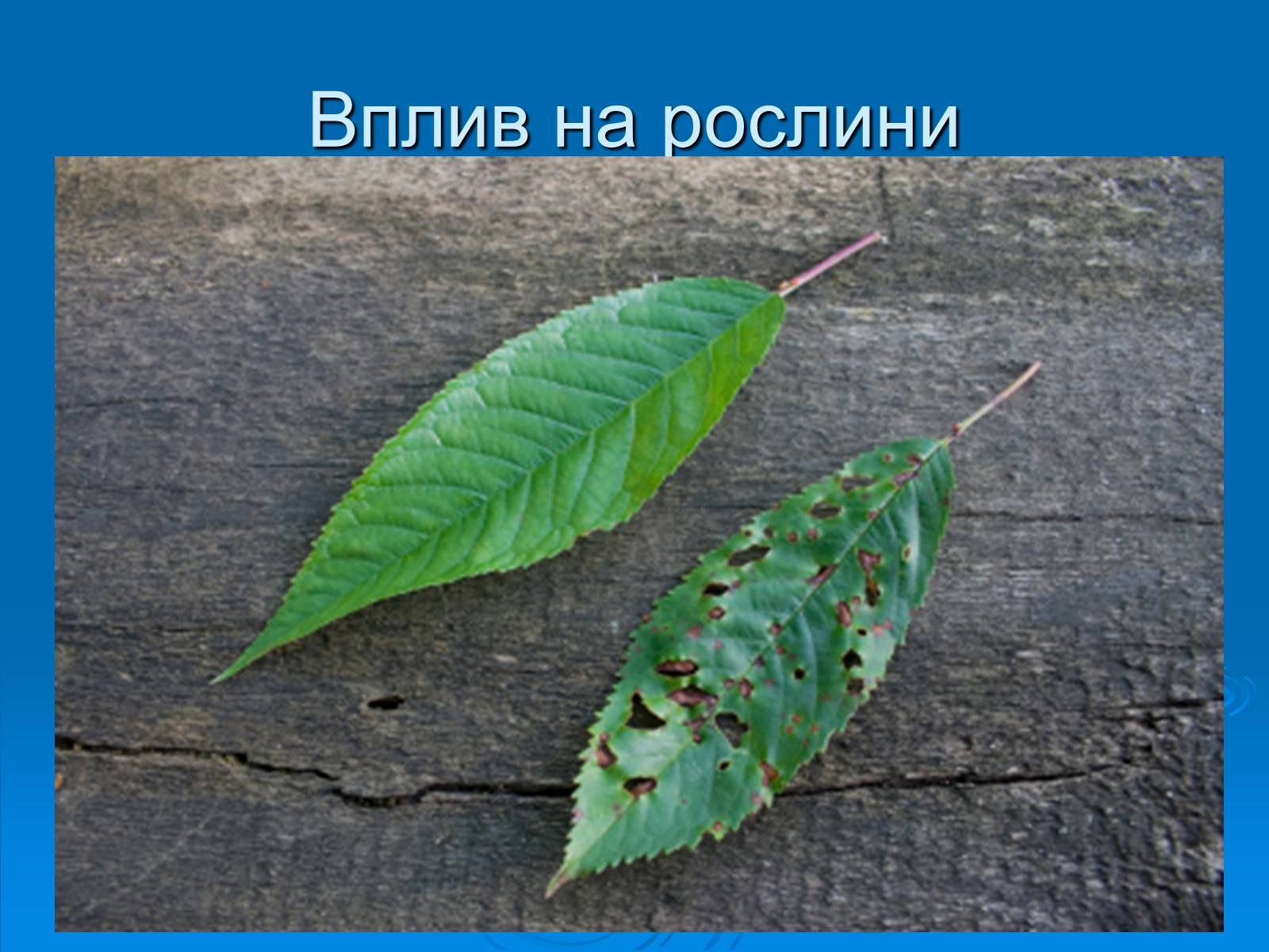 Презентація на тему «Кислотні дощі» (варіант 5) - Слайд #17