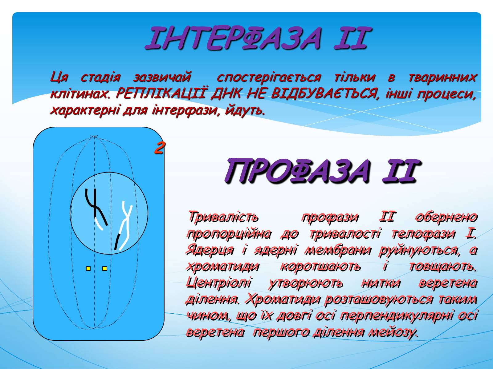 Презентація на тему «Мейоз» (варіант 1) - Слайд #10