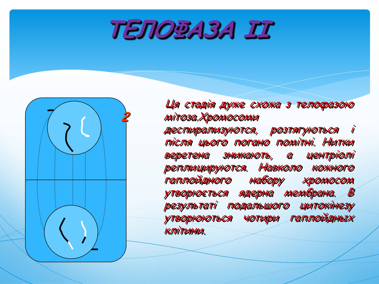 Презентація на тему «Мейоз» (варіант 1) - Слайд #12