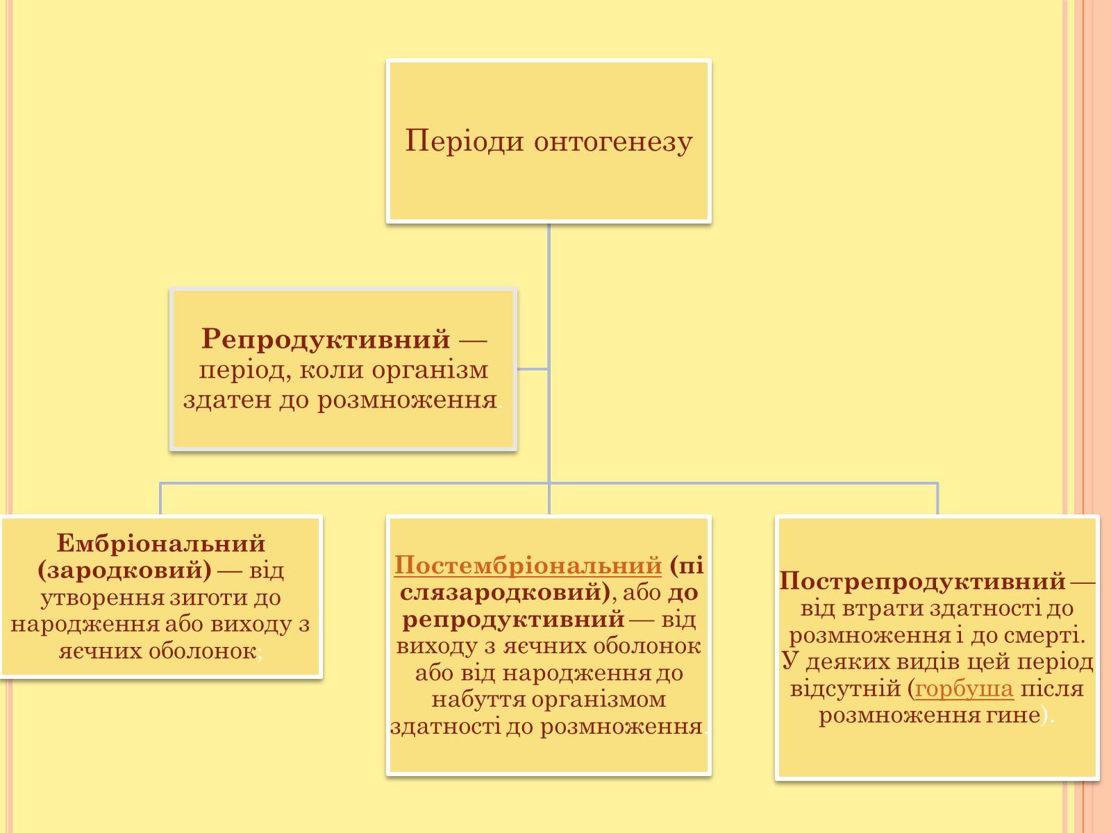 Презентація на тему «Онтогенез» (варіант 4) - Слайд #3