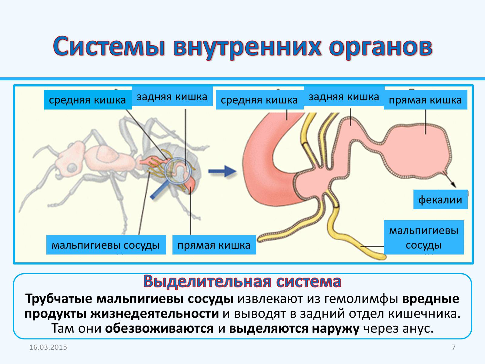 Какая функция у мальпигиевых сосудов