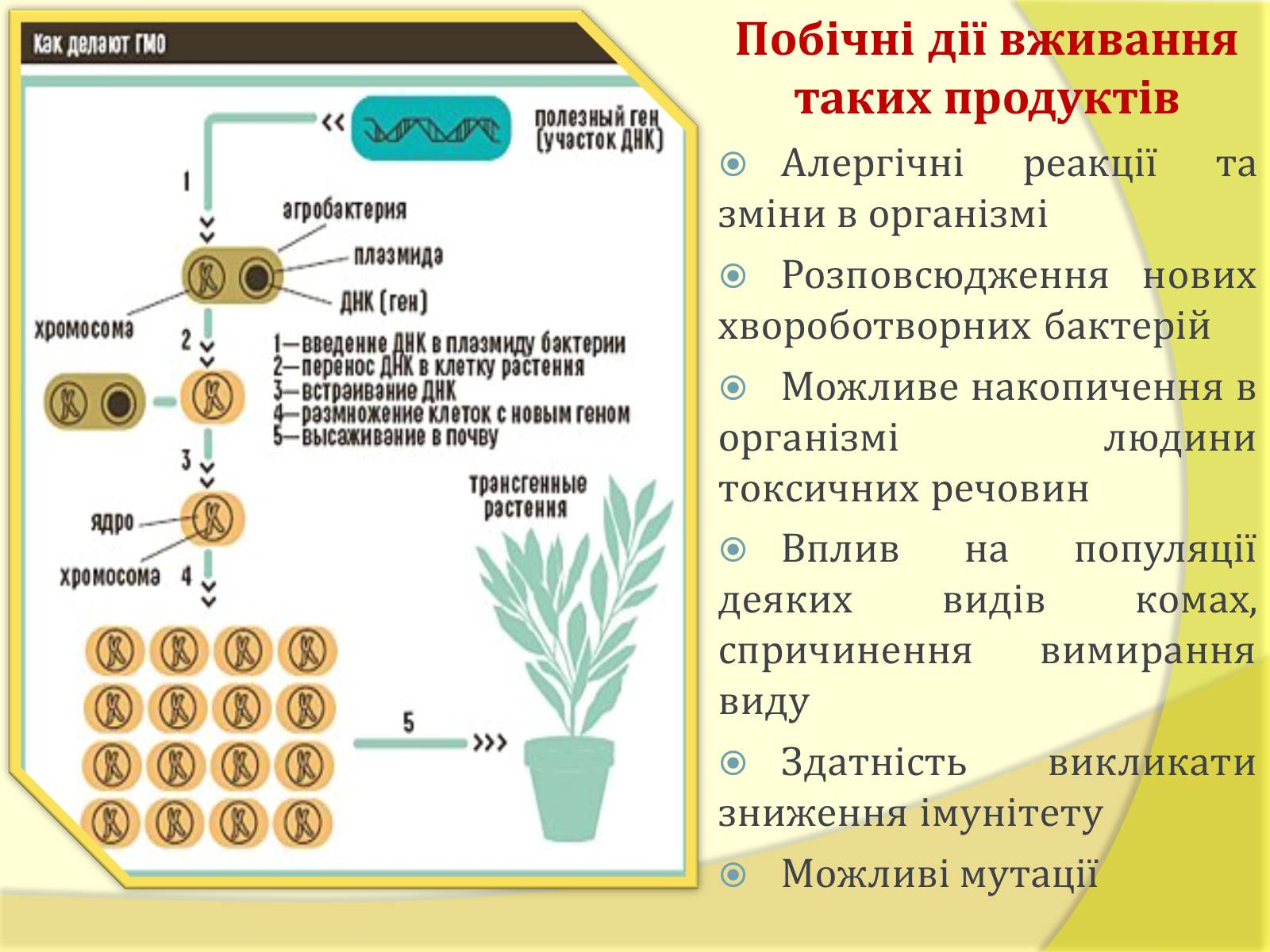 Презентація на тему «Наслідки і вплив ГМО» - Слайд #4