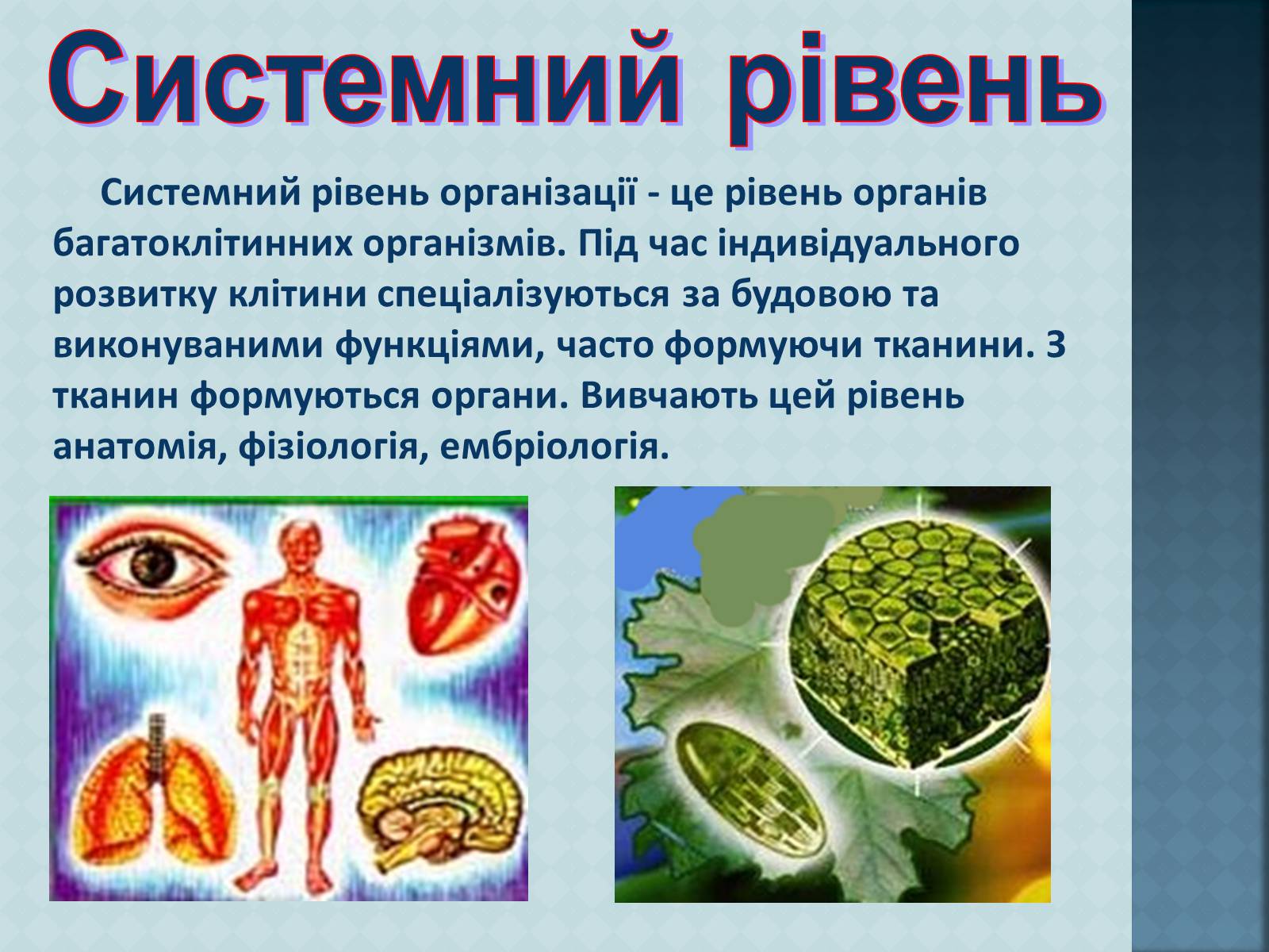 Презентація на тему «Урбанізація та її наслідки» (варіант 3) - Слайд #8