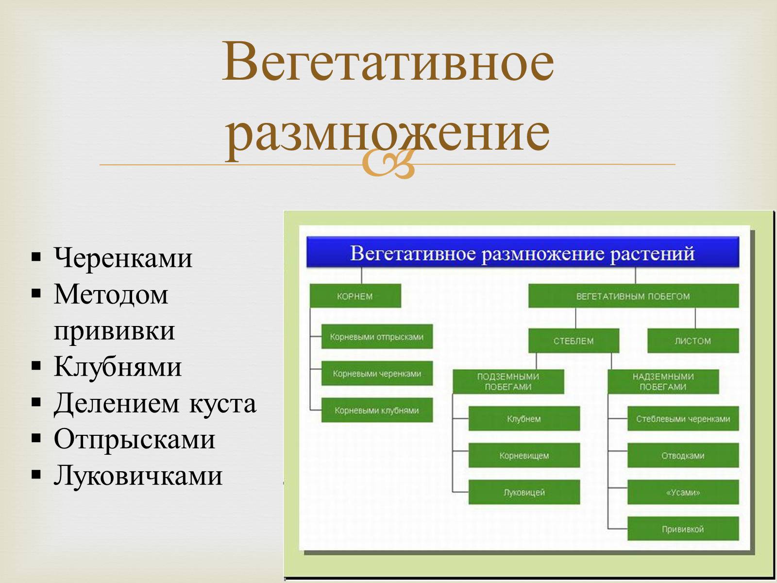 Презентація на тему «Размножение растений» - Слайд #3