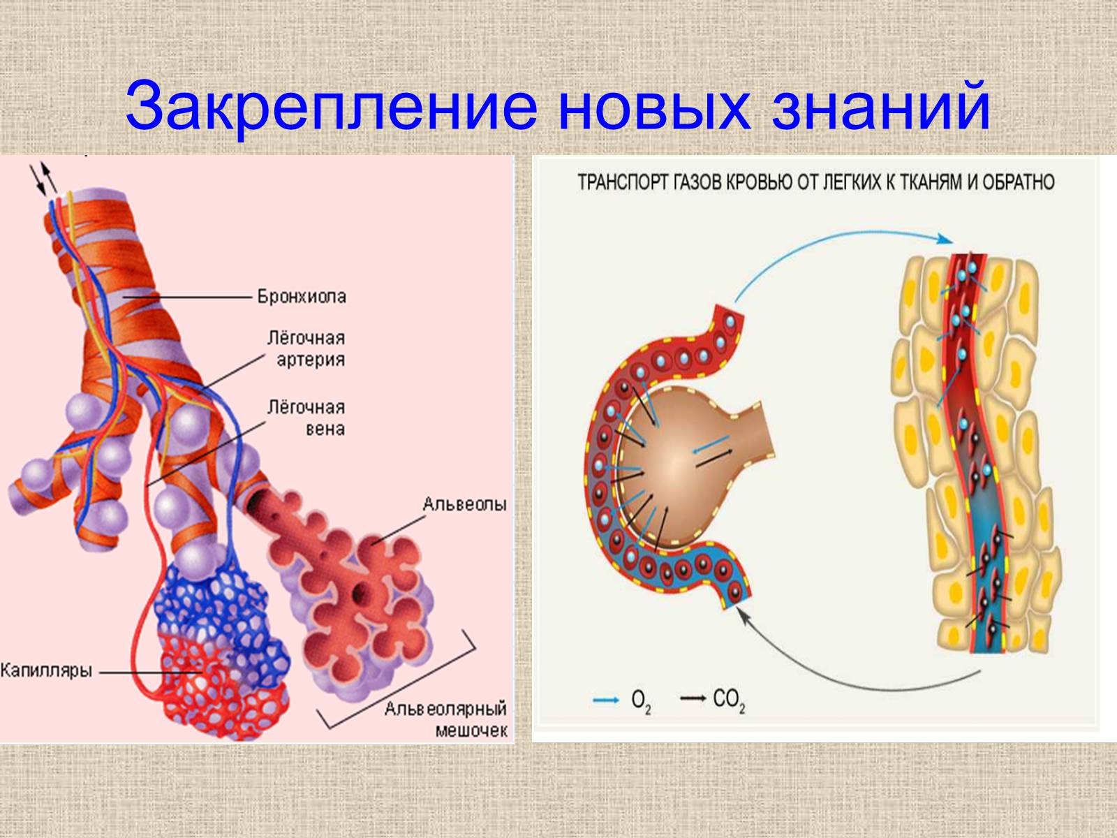 Биология 8 органы дыхания. Легкие легочное и тканевое дыхание. Взаимосвязь дыхательной и кровеносной систем. Ткани дыхательной системы. Легочное и тканевое дыхание схема.