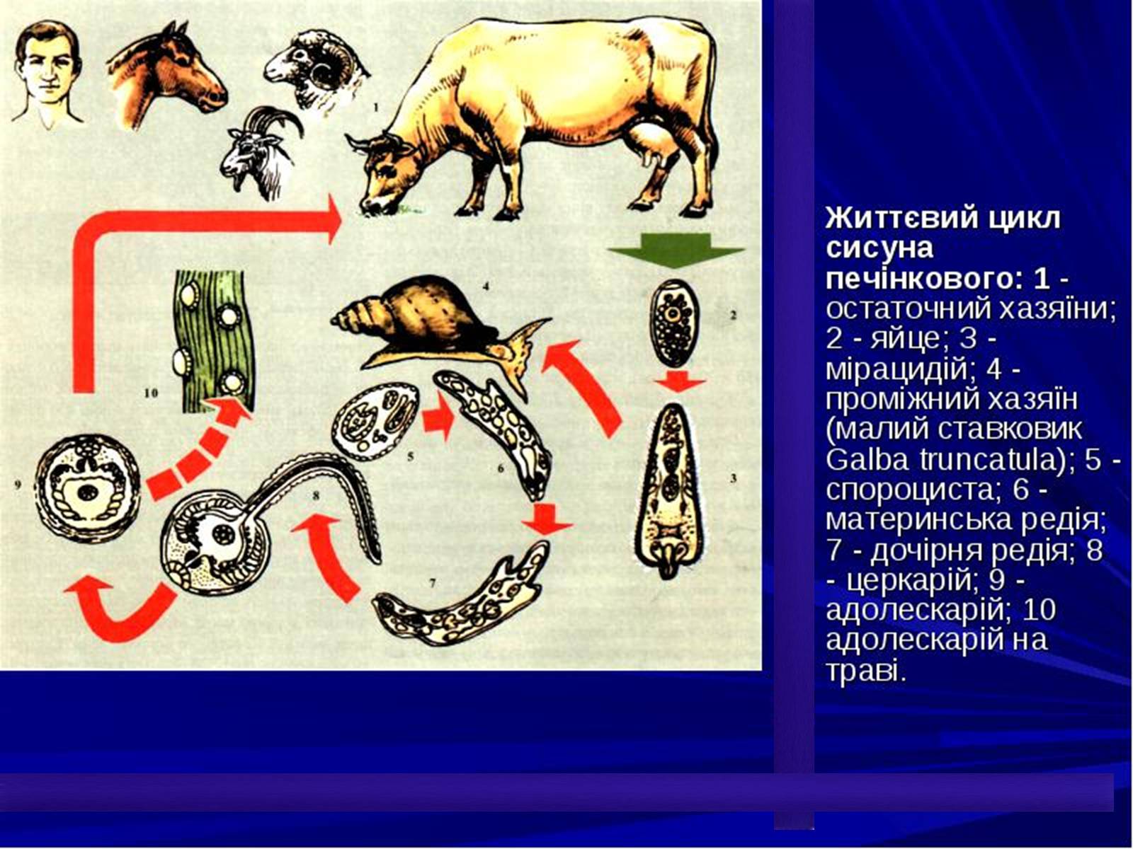 Презентація на тему «Життєвий цикл печінкового сисуна» - Слайд #12