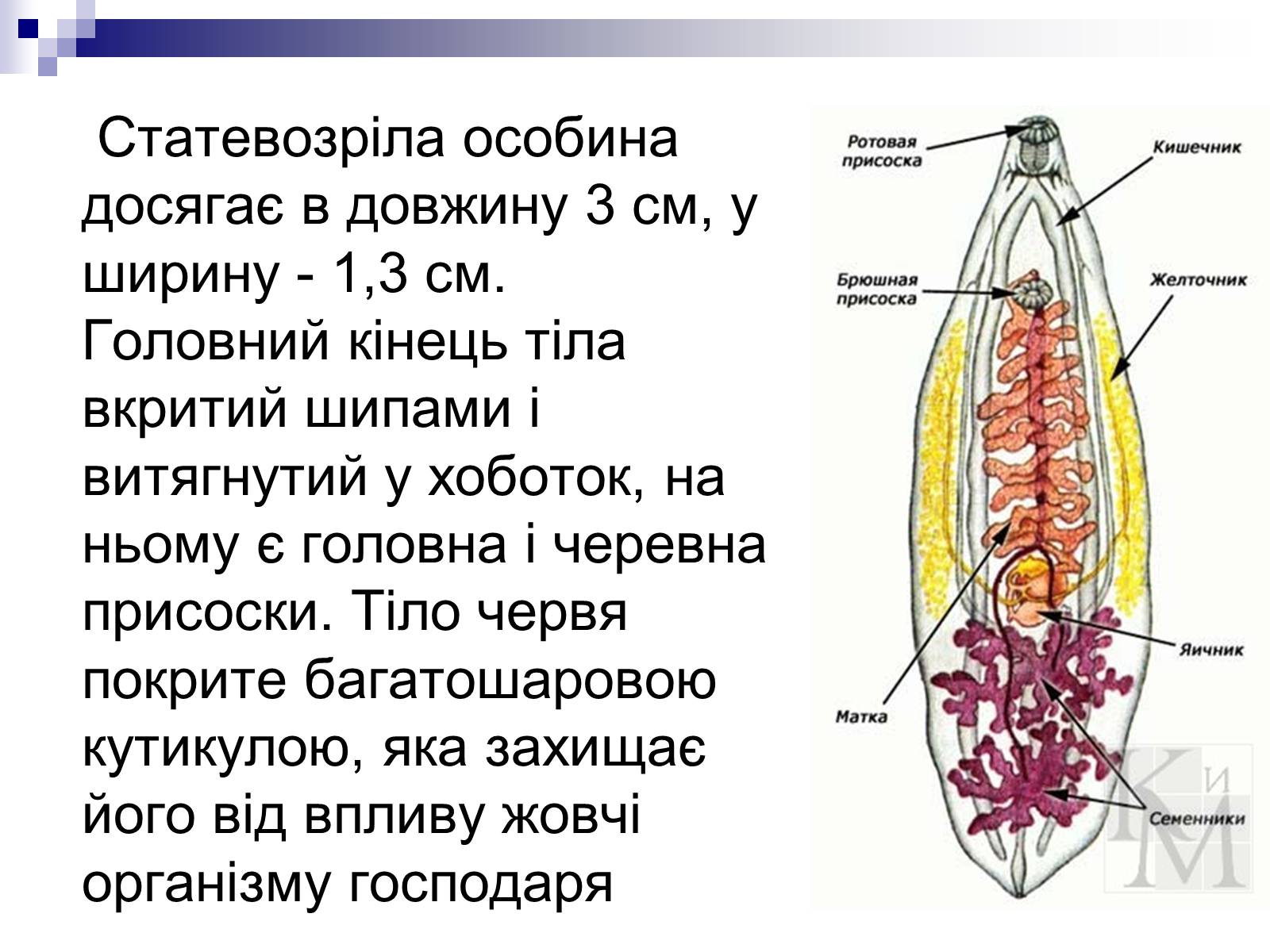 Презентація на тему «Життєвий цикл печінкового сисуна» - Слайд #3