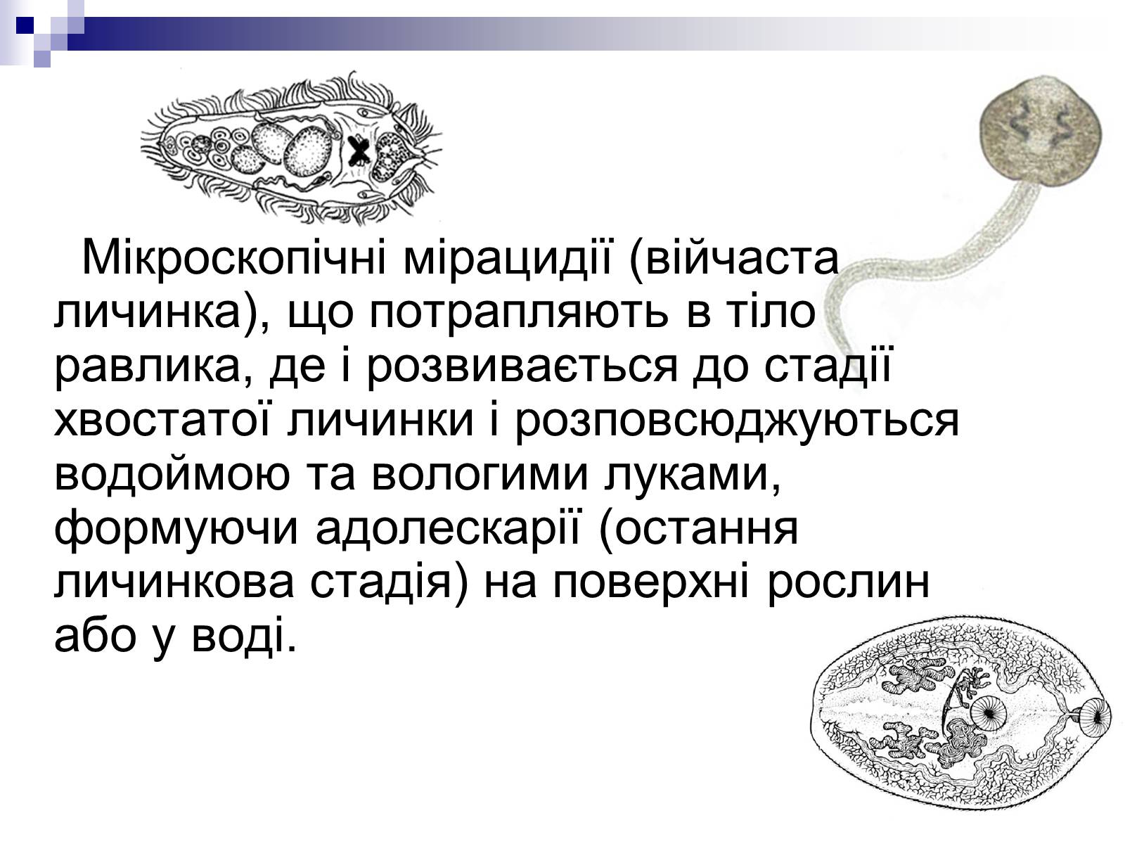 Презентація на тему «Життєвий цикл печінкового сисуна» - Слайд #6