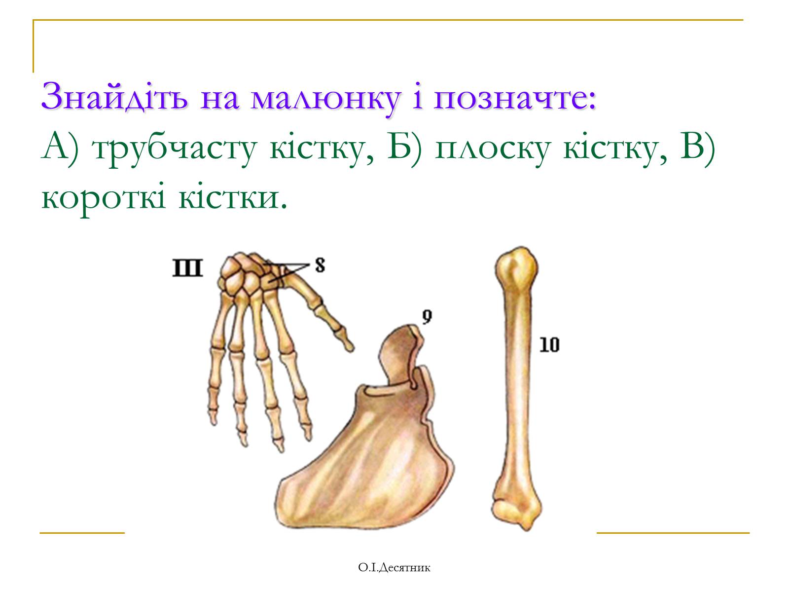 Презентація на тему «Система органів опори і руху» - Слайд #6