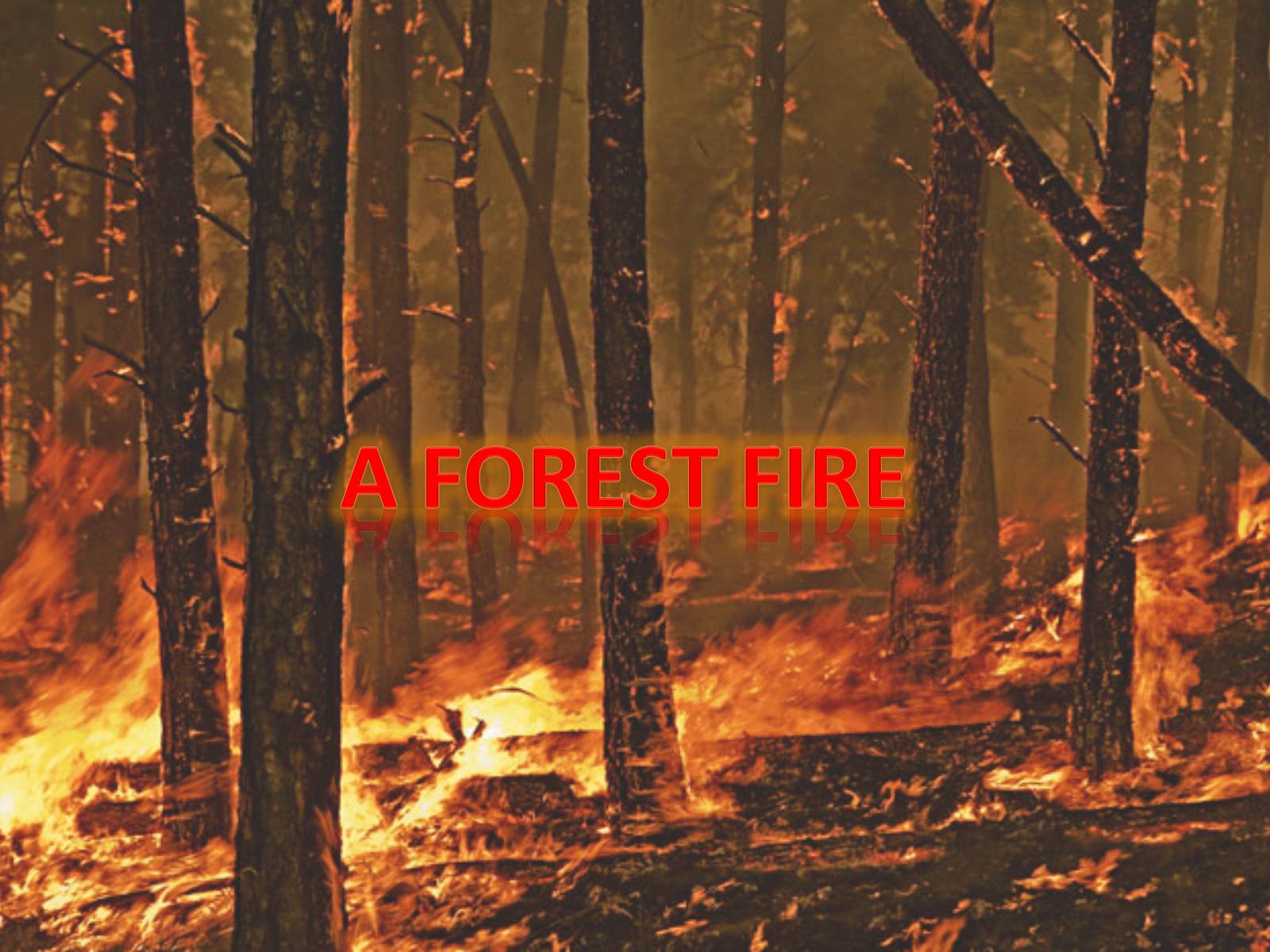Презентація на тему «Forest fire» (варіант 1) - Слайд #1