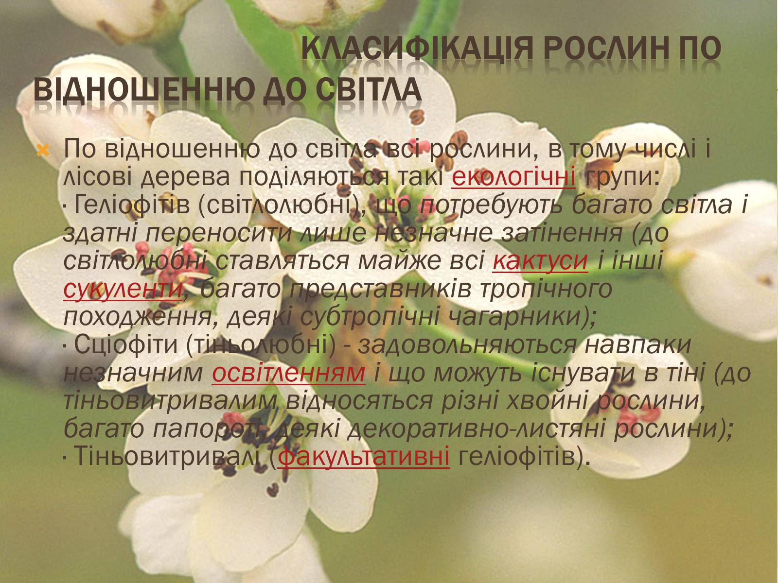 Презентація на тему «Вплив свіТла на рослини» - Слайд #11