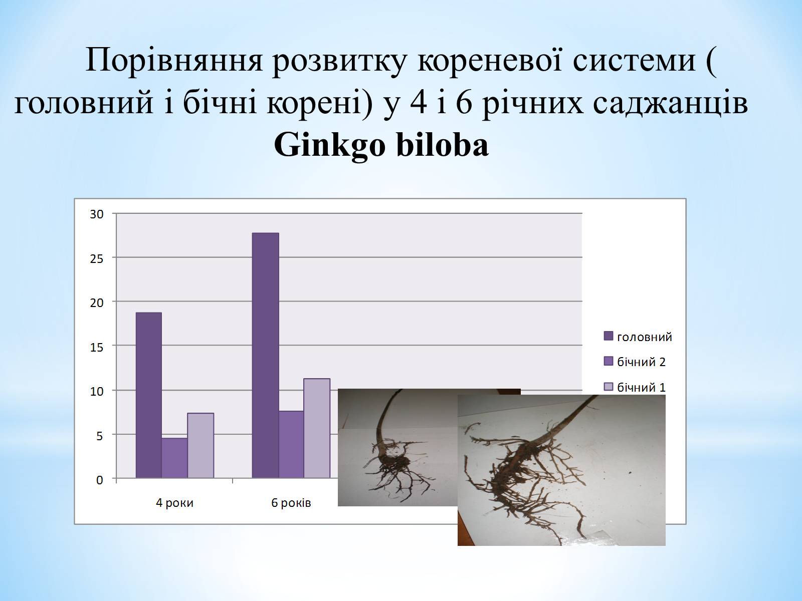 Презентація на тему «Особливості вирощування Гінкго Двоплатове» - Слайд #15