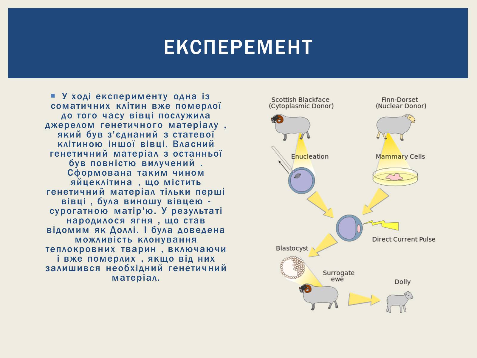Презентація на тему «Вівця Доллі та її творці» - Слайд #4