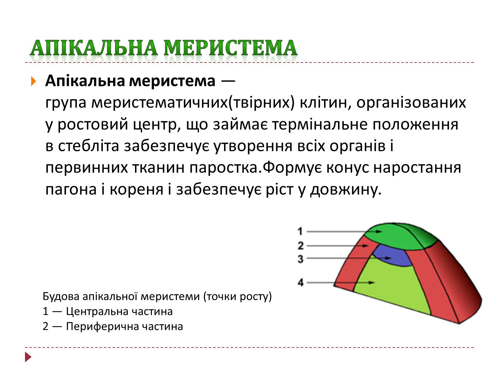 Презентація на тему «Твірна рослинна тканина» - Слайд #5