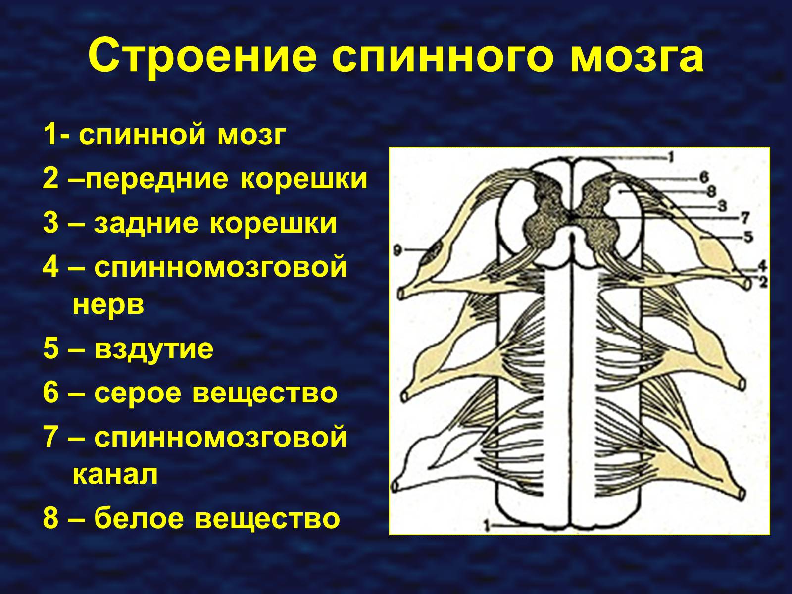 Презентація на тему «Строение спинного мозга» - Слайд #7