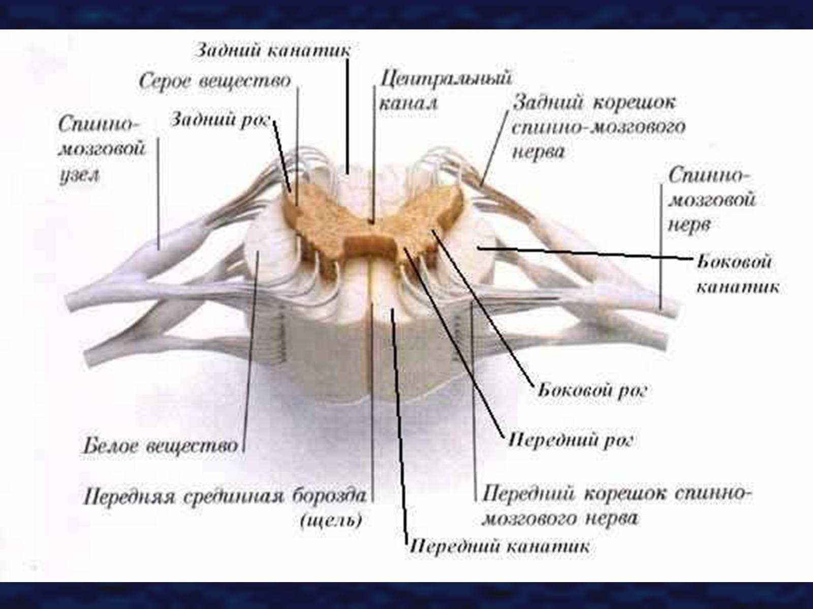 Презентація на тему «Строение спинного мозга» - Слайд #8