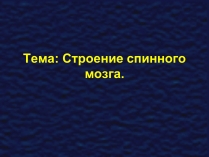 Презентація на тему «Строение спинного мозга»