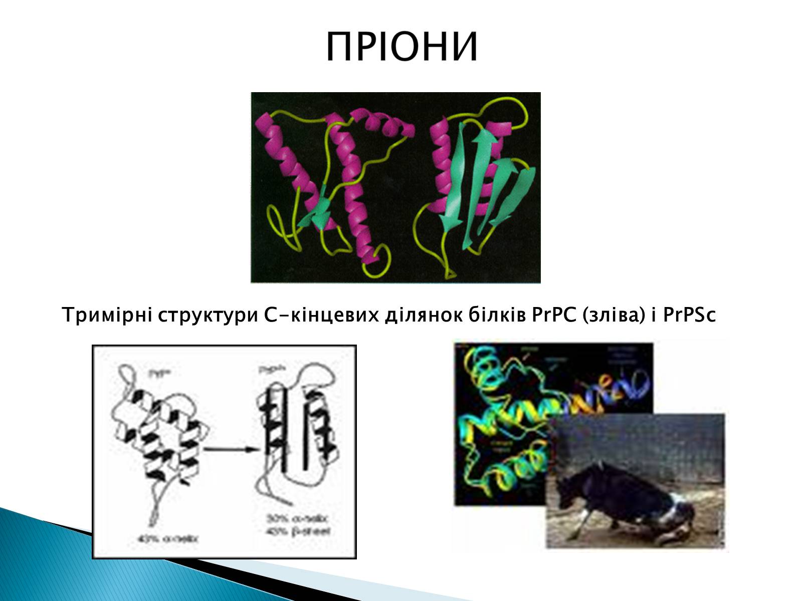 Презентація на тему «Неклітинні форми життя: пріони» - Слайд #6