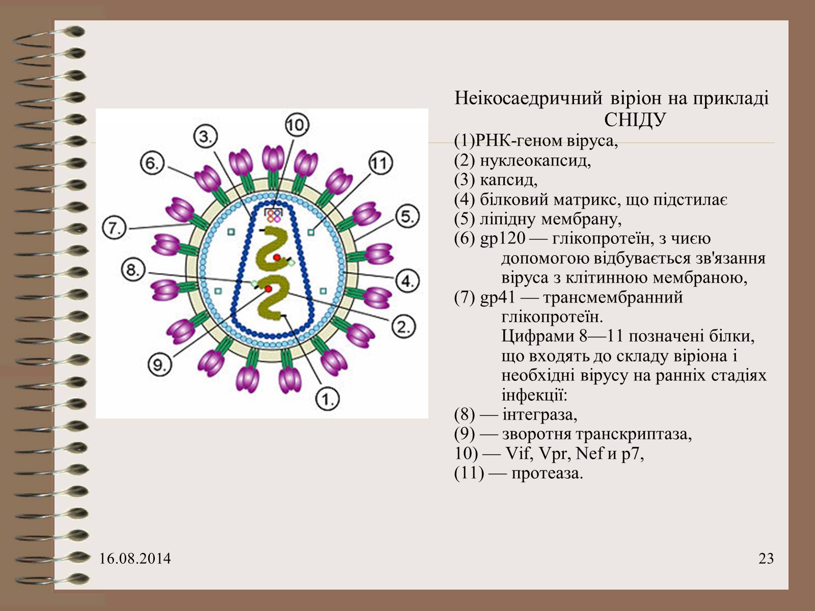 Презентація на тему «Віруси» (варіант 7) - Слайд #23