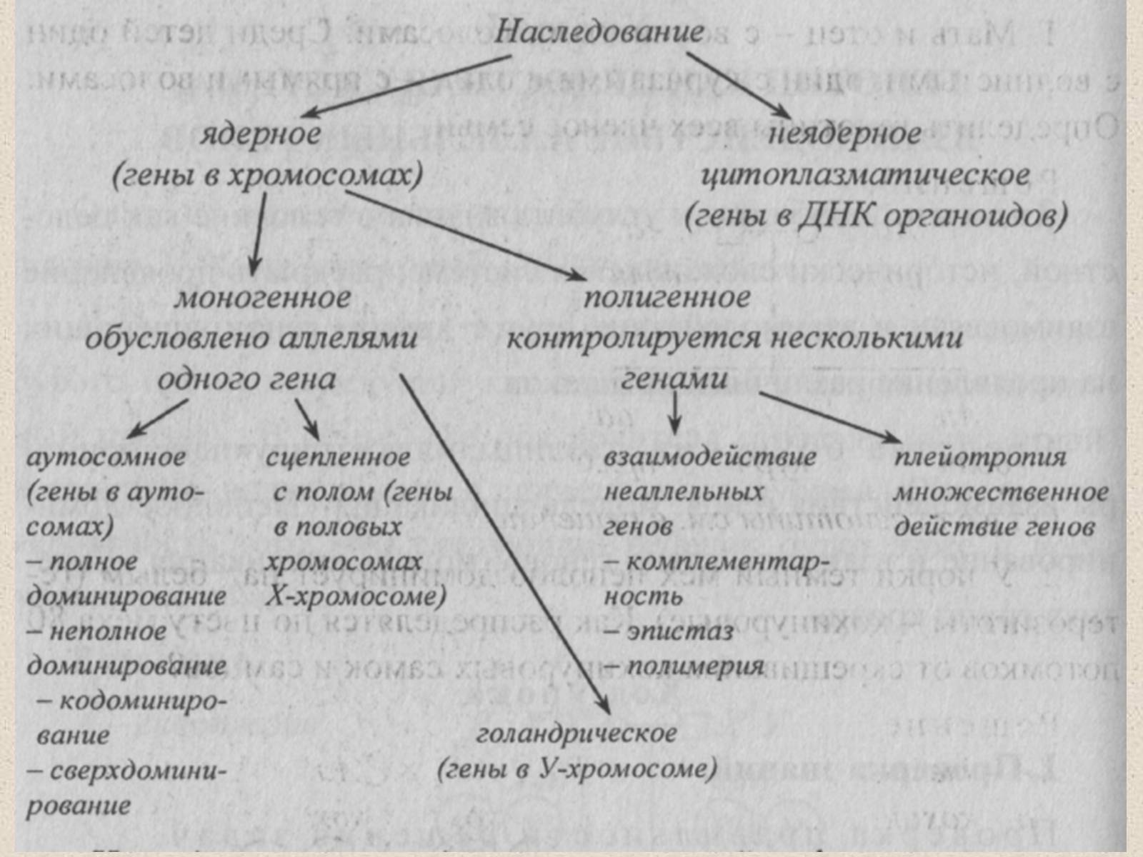 Презентація на тему «Взаимодействие аллельных генов» - Слайд #2