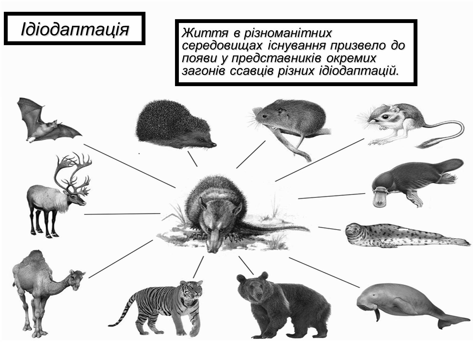 Идиоадаптация. Примеры идиоадаптации у животных. Идиоадаптация лошади. Идиоадаптация млекопитающих. Идиоадаптация у животных таблица.