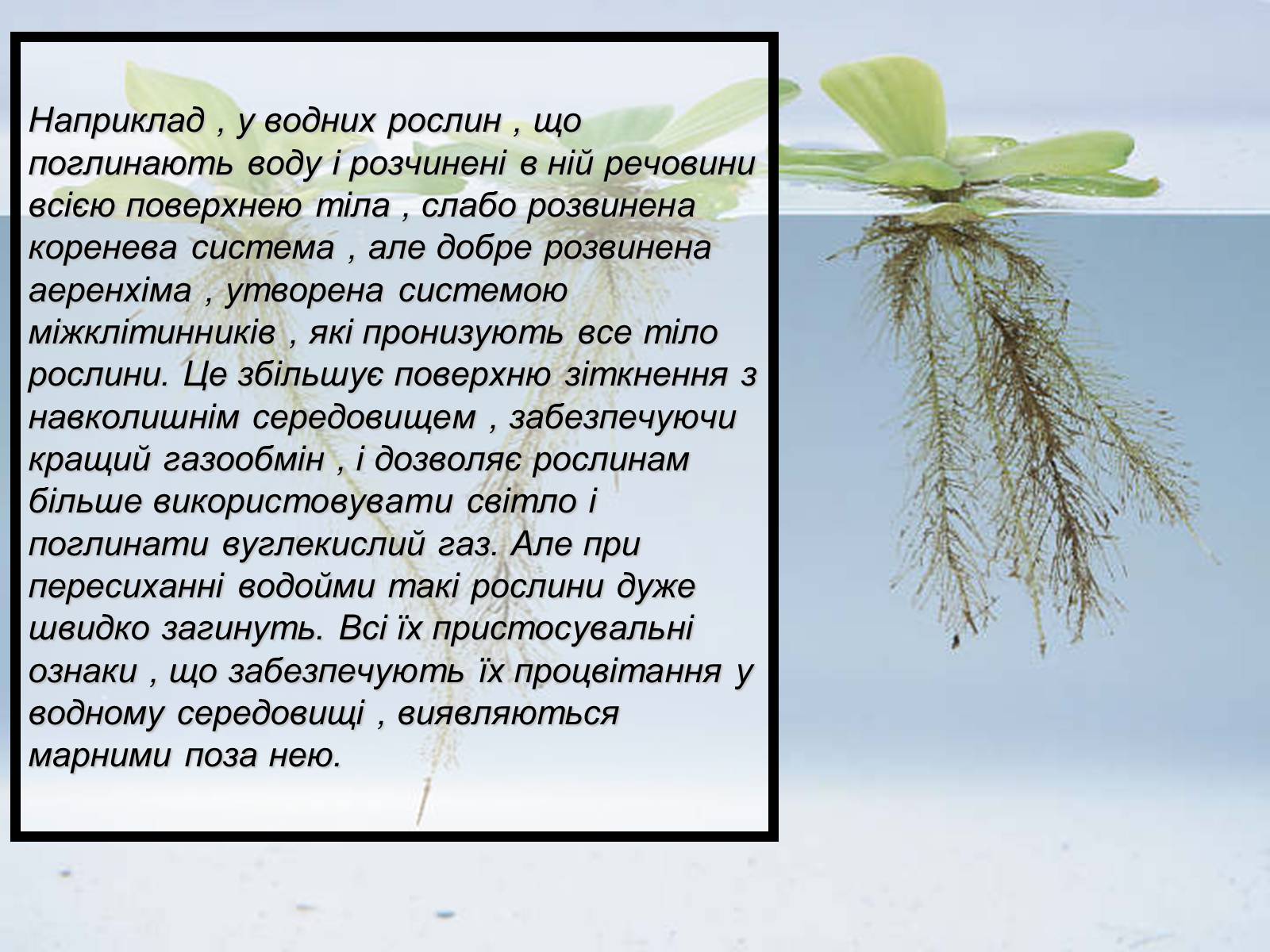 Презентація на тему «Основний результат еволюції» - Слайд #8