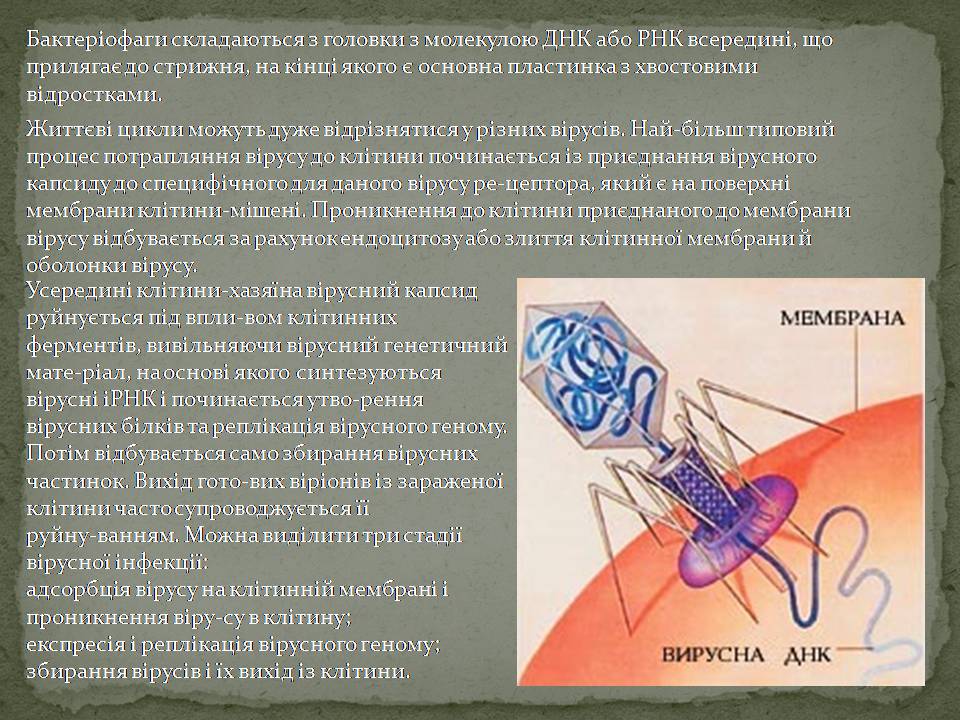 Презентація на тему «Віруси, їхня будова, життєвий цикл» (варіант 3) - Слайд #6